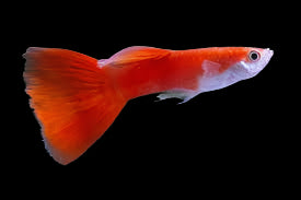 Fancy Red Guppy