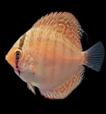 Red Turquoise Discus (No Live Shipping Arrival Guarantee)