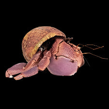 Bernard l'ermite équatorien