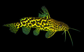 Synodontis marbré jaune (Synodontis schoutedeni)