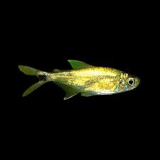 Gold Tetra