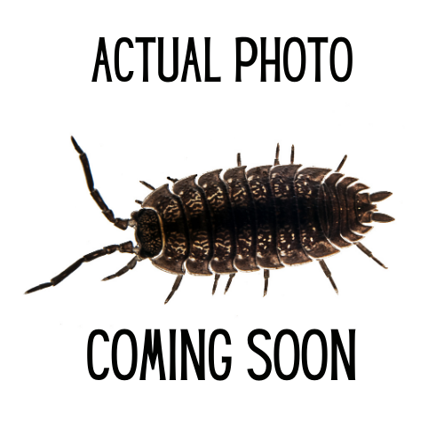 Armadillidium klugii x versicolor 'Twisted Clown'