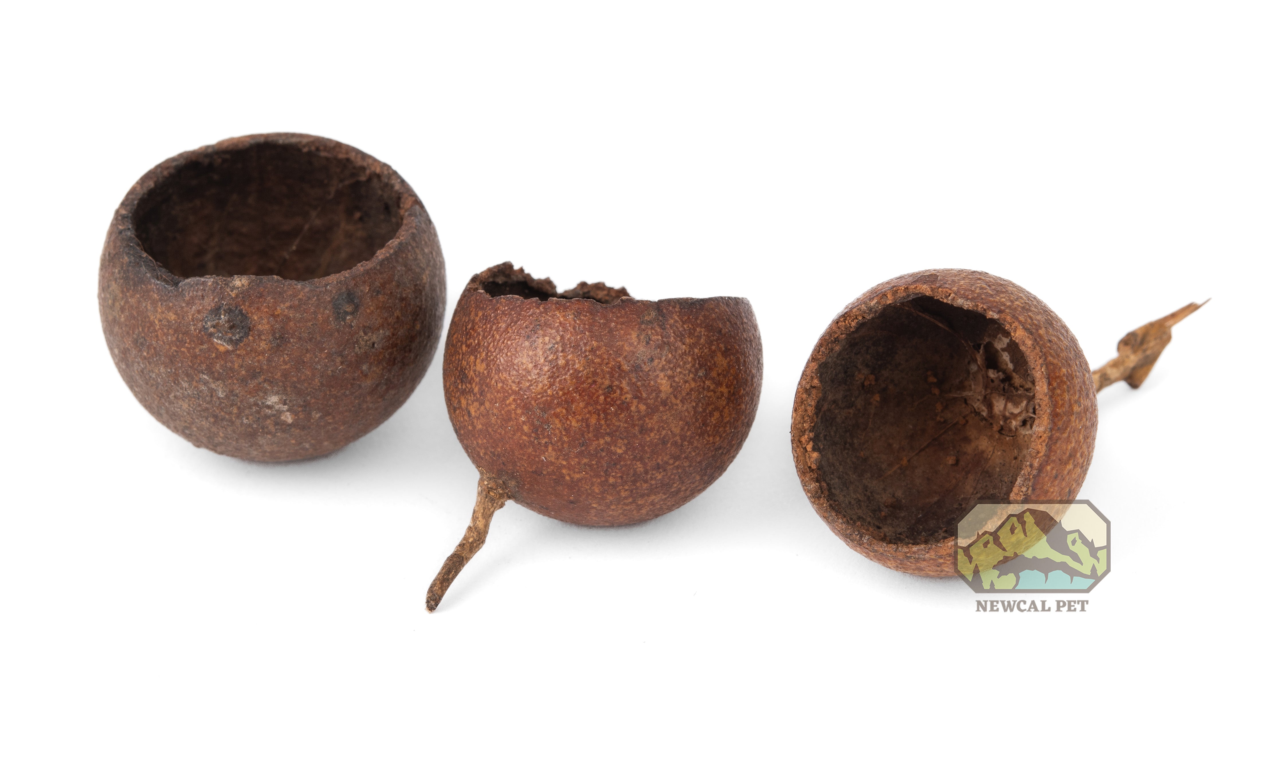 Gousses Kuchila de NewCal