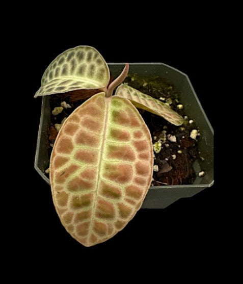 Dos de tortue Labisia