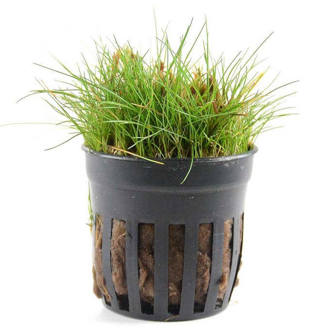 Eleocharis acicularis 'Mini' - En pot