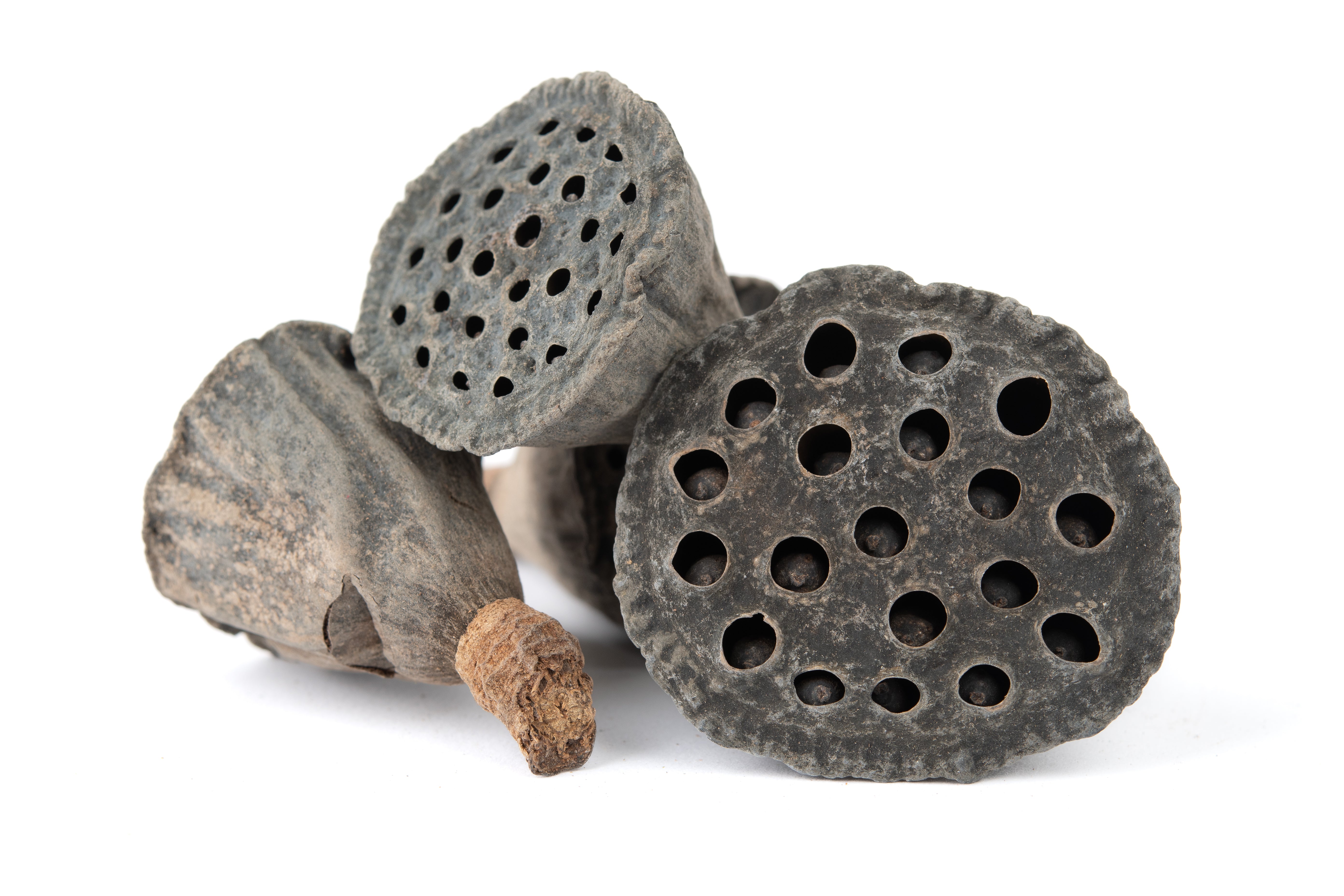 NewCal Lotus Pods Mini