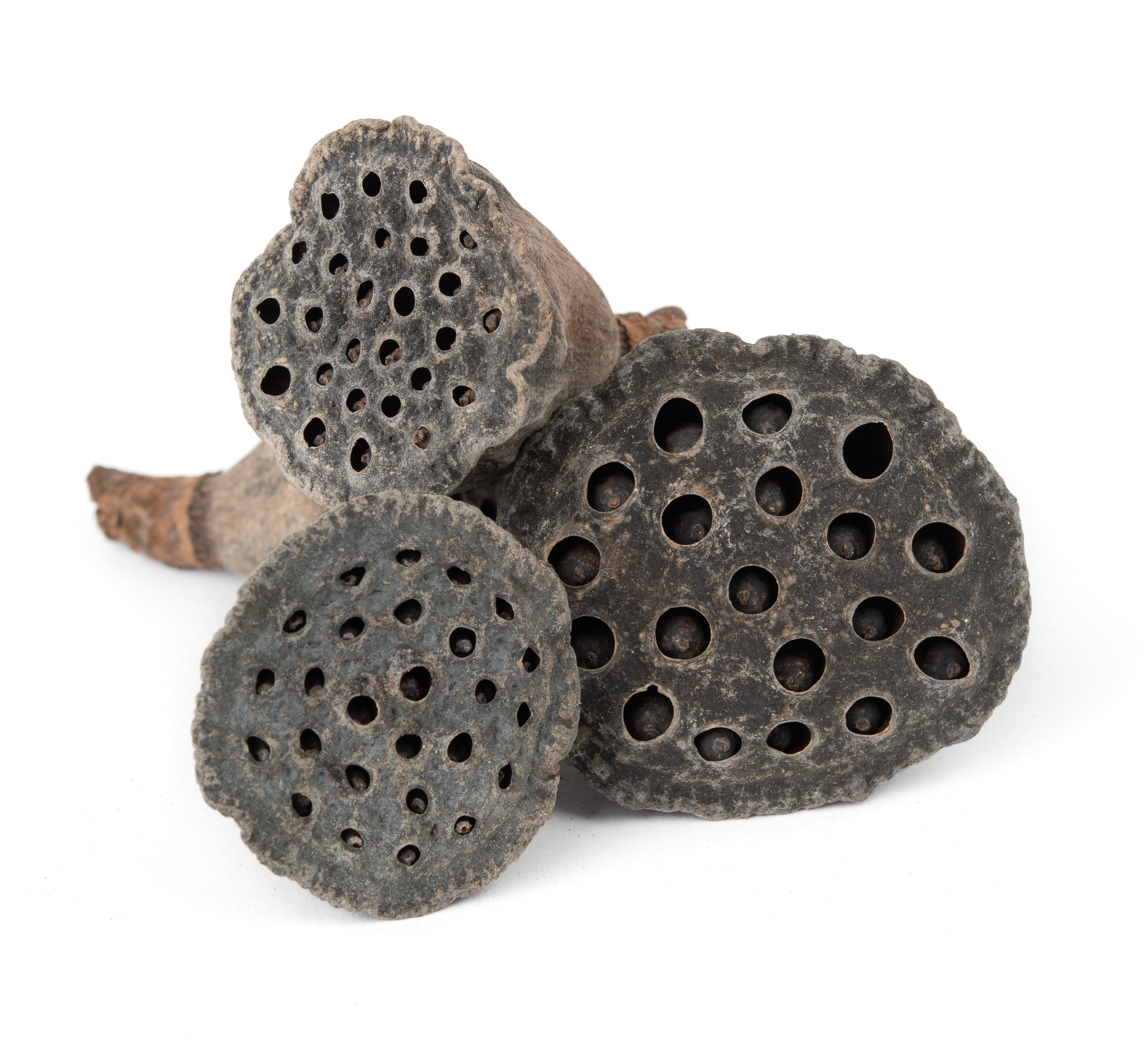 NewCal Lotus Pods Mini