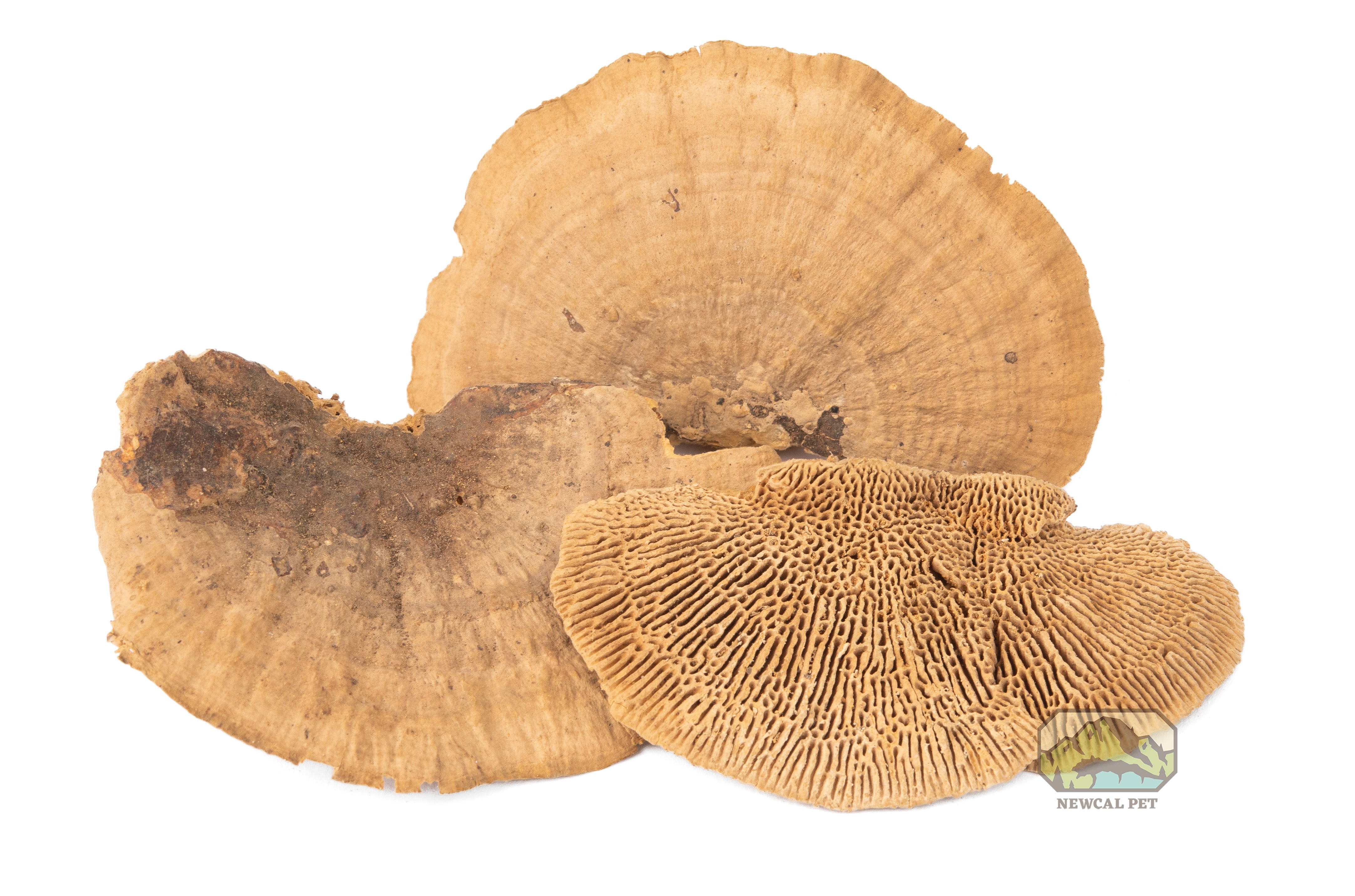 NewCal Mini Sponge Mushroom