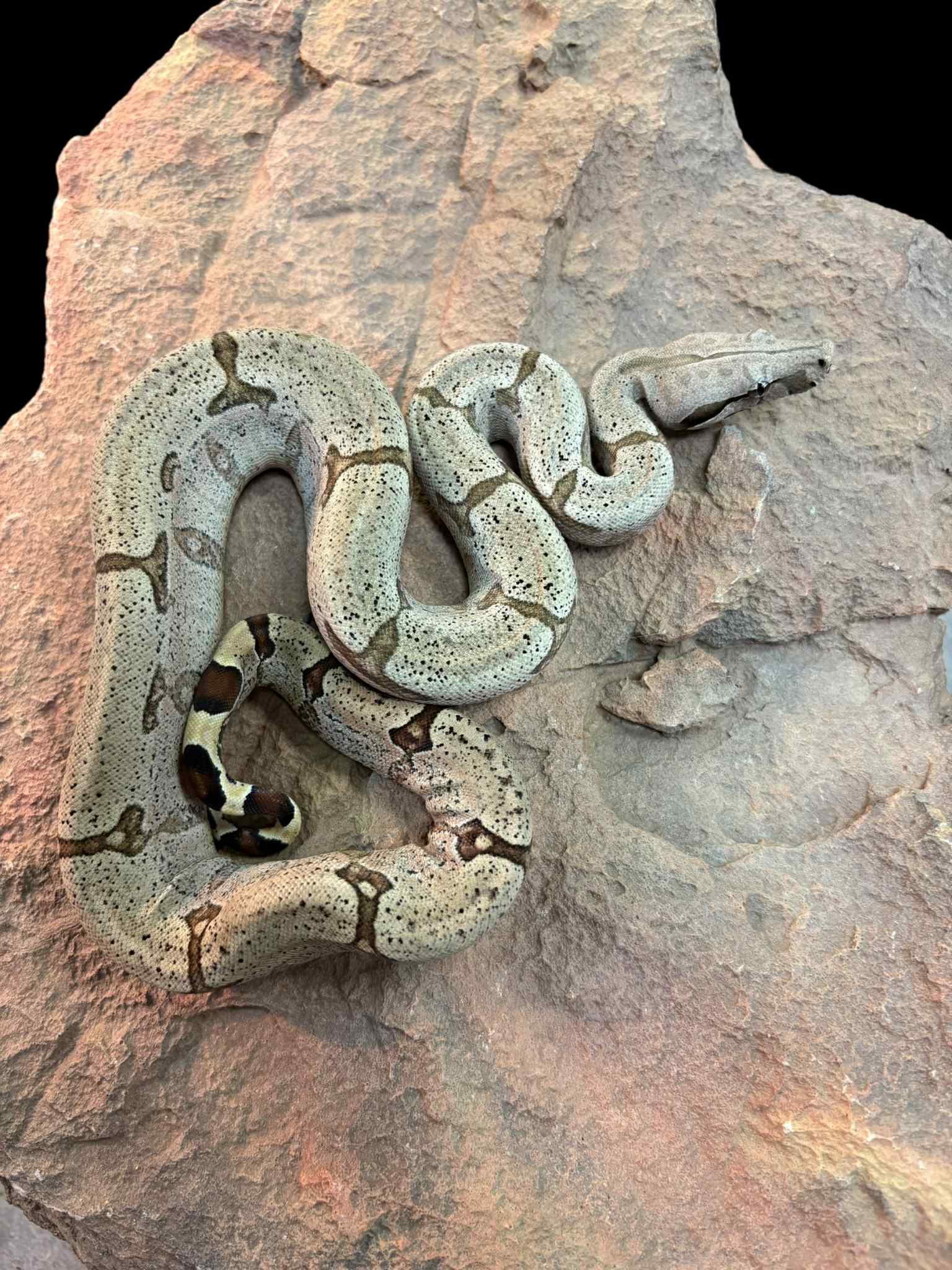 Bolivian Boa (Normal)