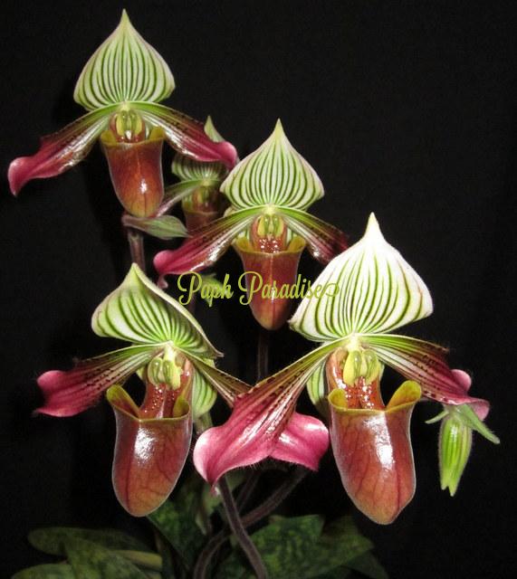 Paphiopedilum urbanianum