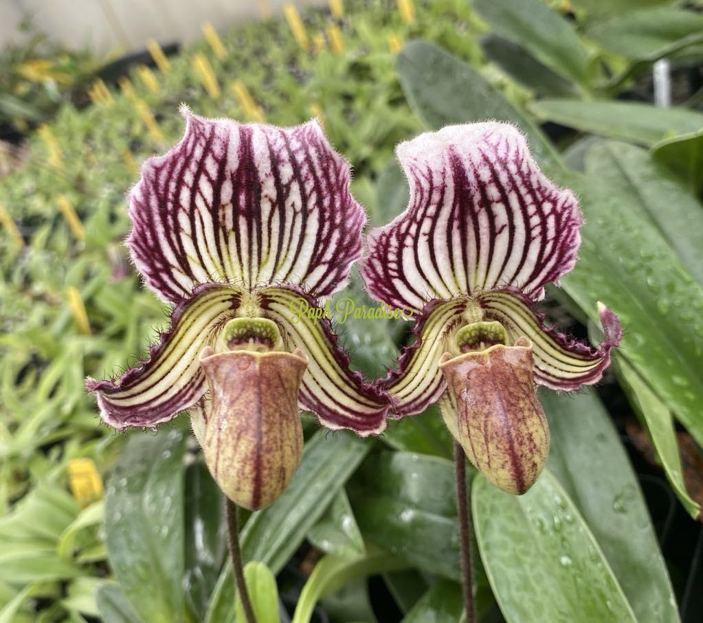Paphiopedilum fairrieanum
