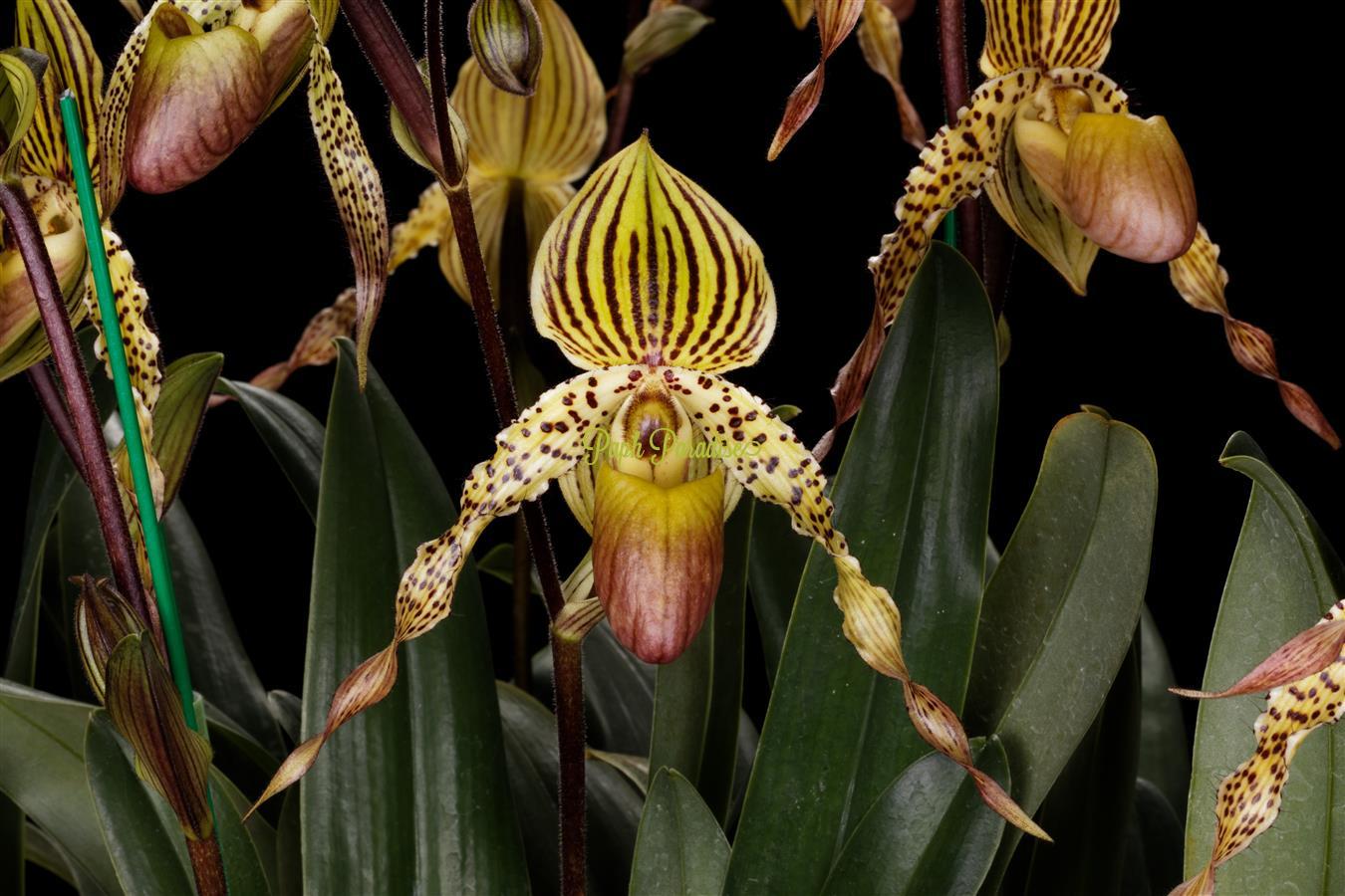 Paphiopedilum Phillip's Paradise