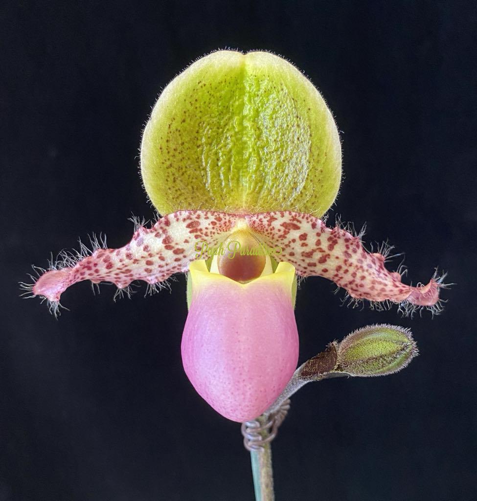 Paphiopedilum Mr. Whiskers