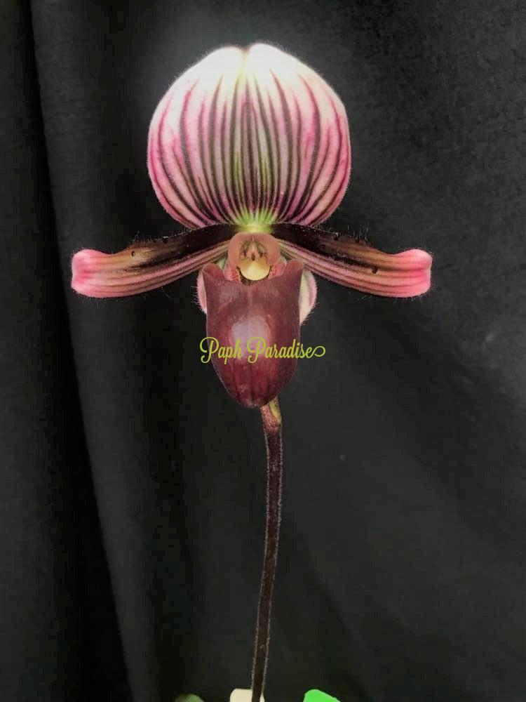 Paphiopedilum barbatum