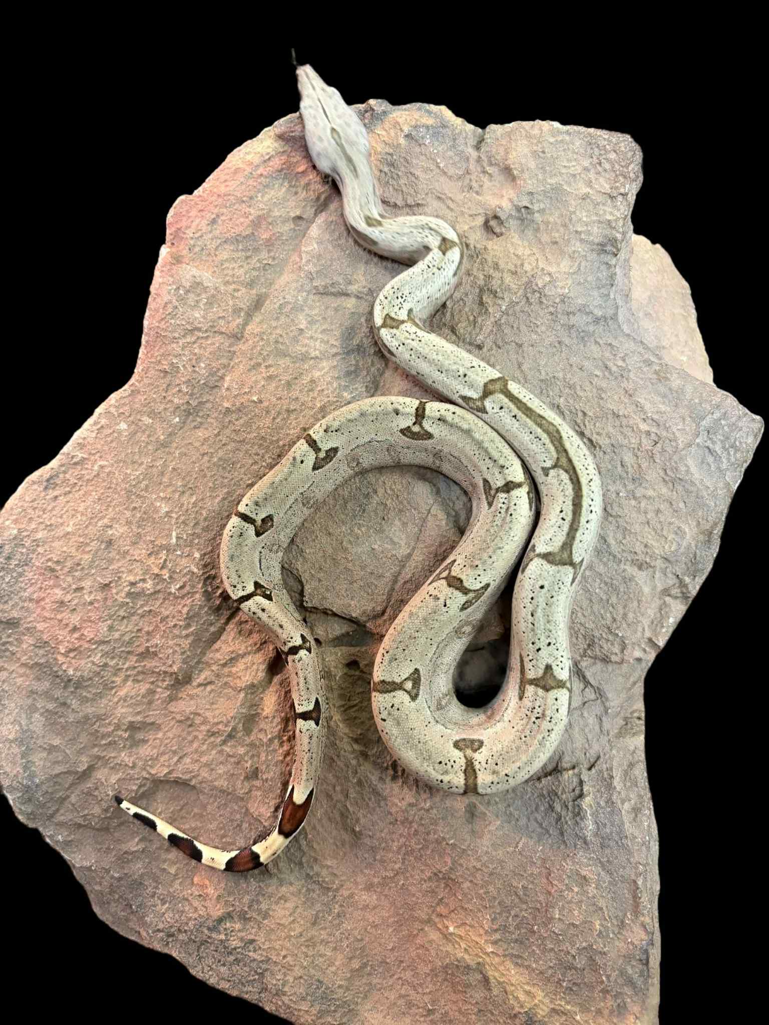 Bolivian Boa (Striped)