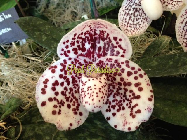 Paphiopedilum bellatulum