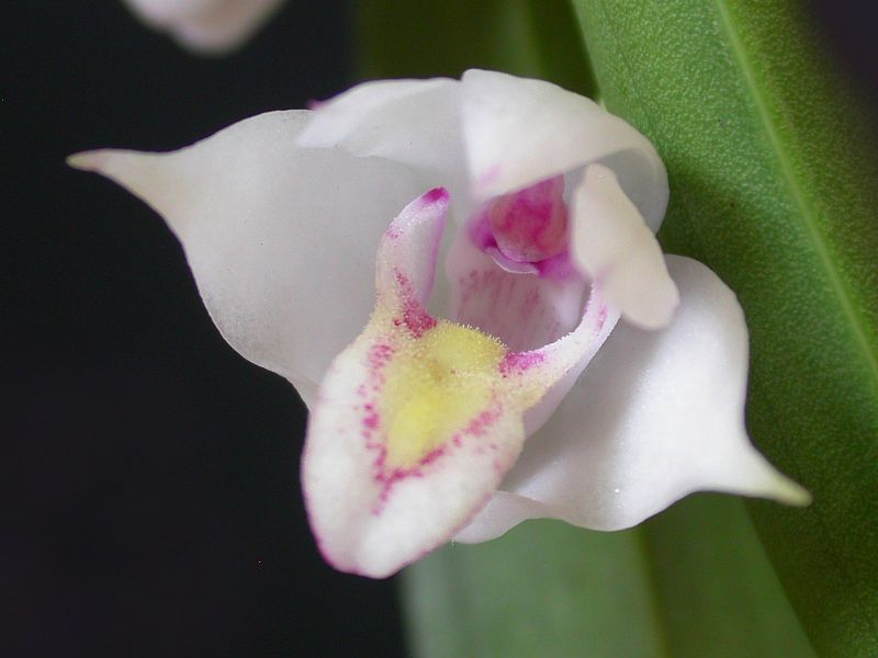 Polystachia subdiphylla