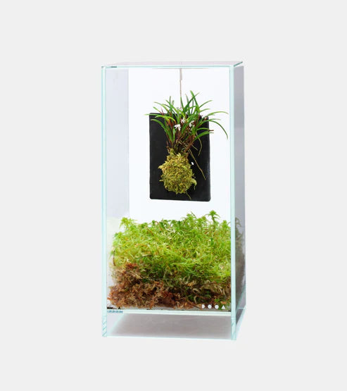 Assiette Terra ADA/DOOA