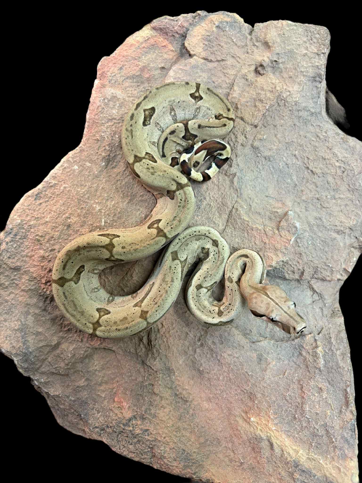 Bolivian Boa (Normal)