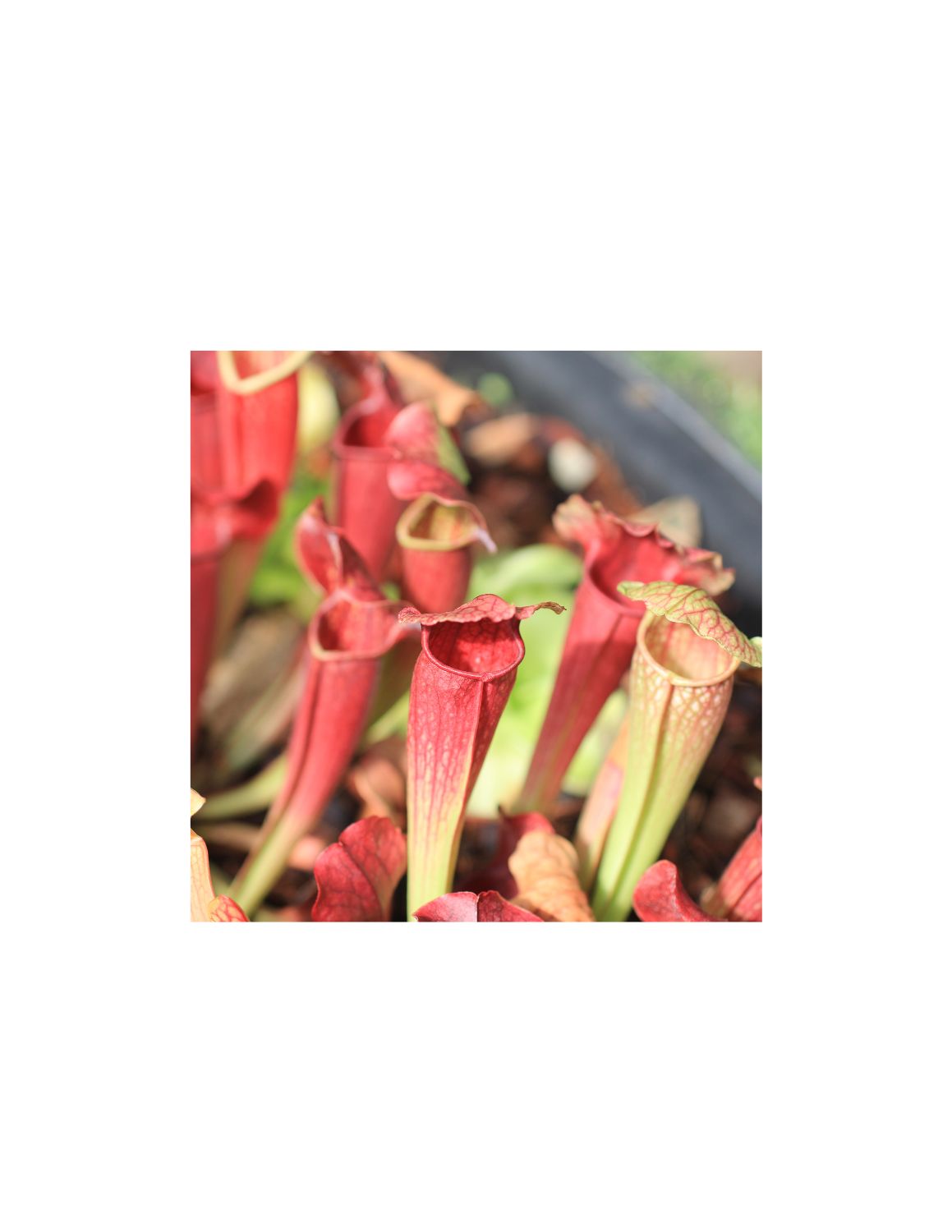 Sarracenia Maroon