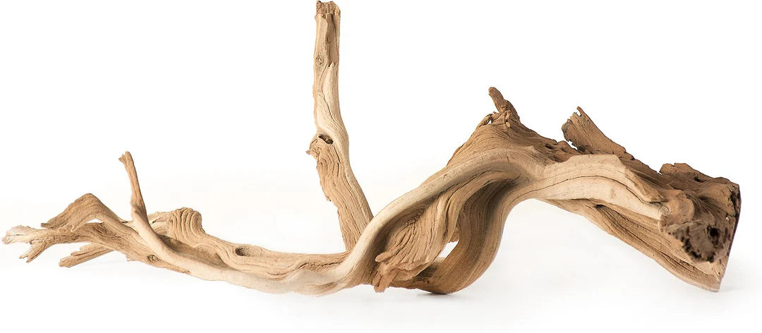 Galapagos Staghorn Wood Root