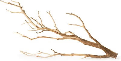 Galapagos Staghorn Wood Branches