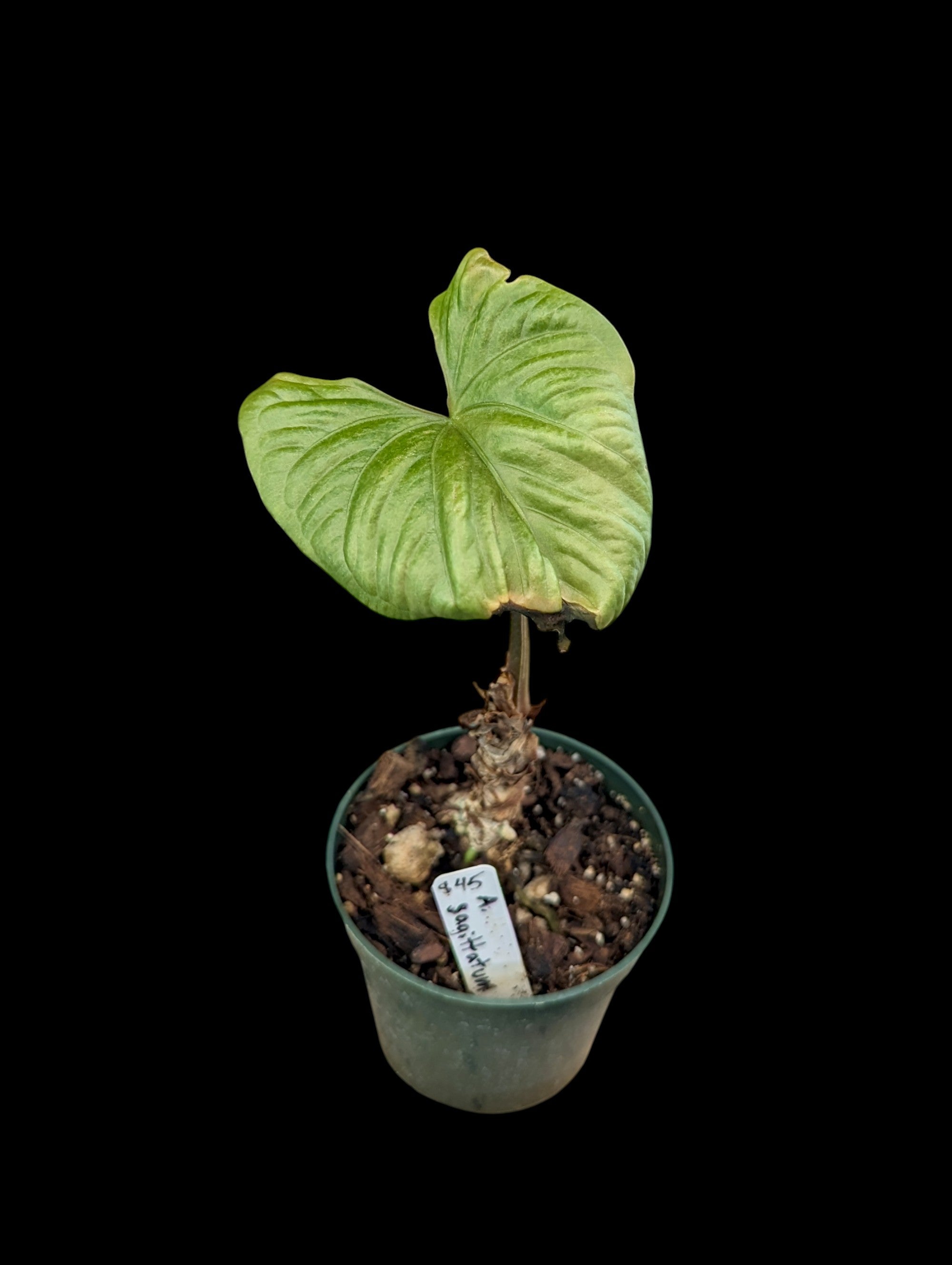 Anthurium sagittatum