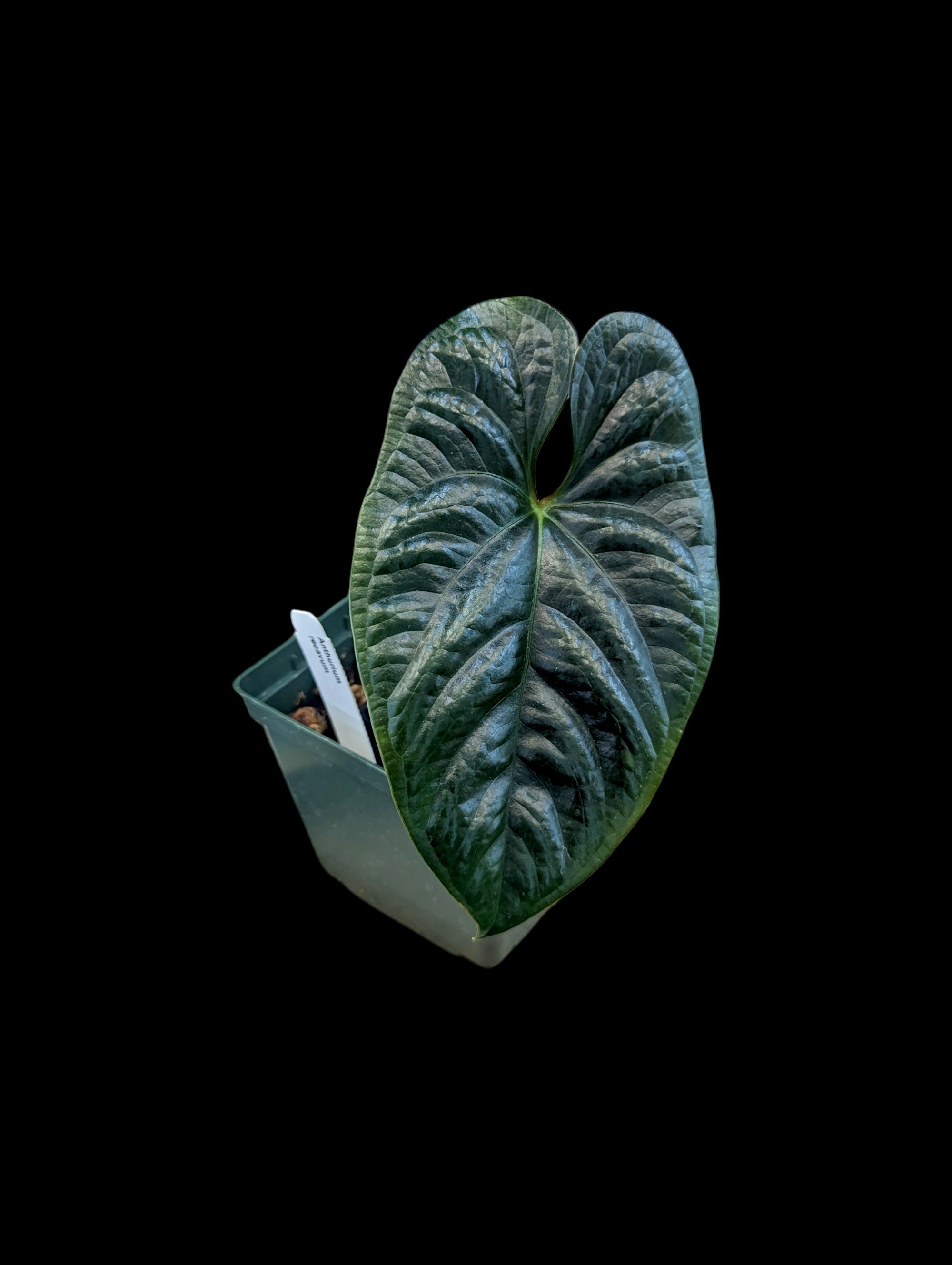 Anthurium recavum