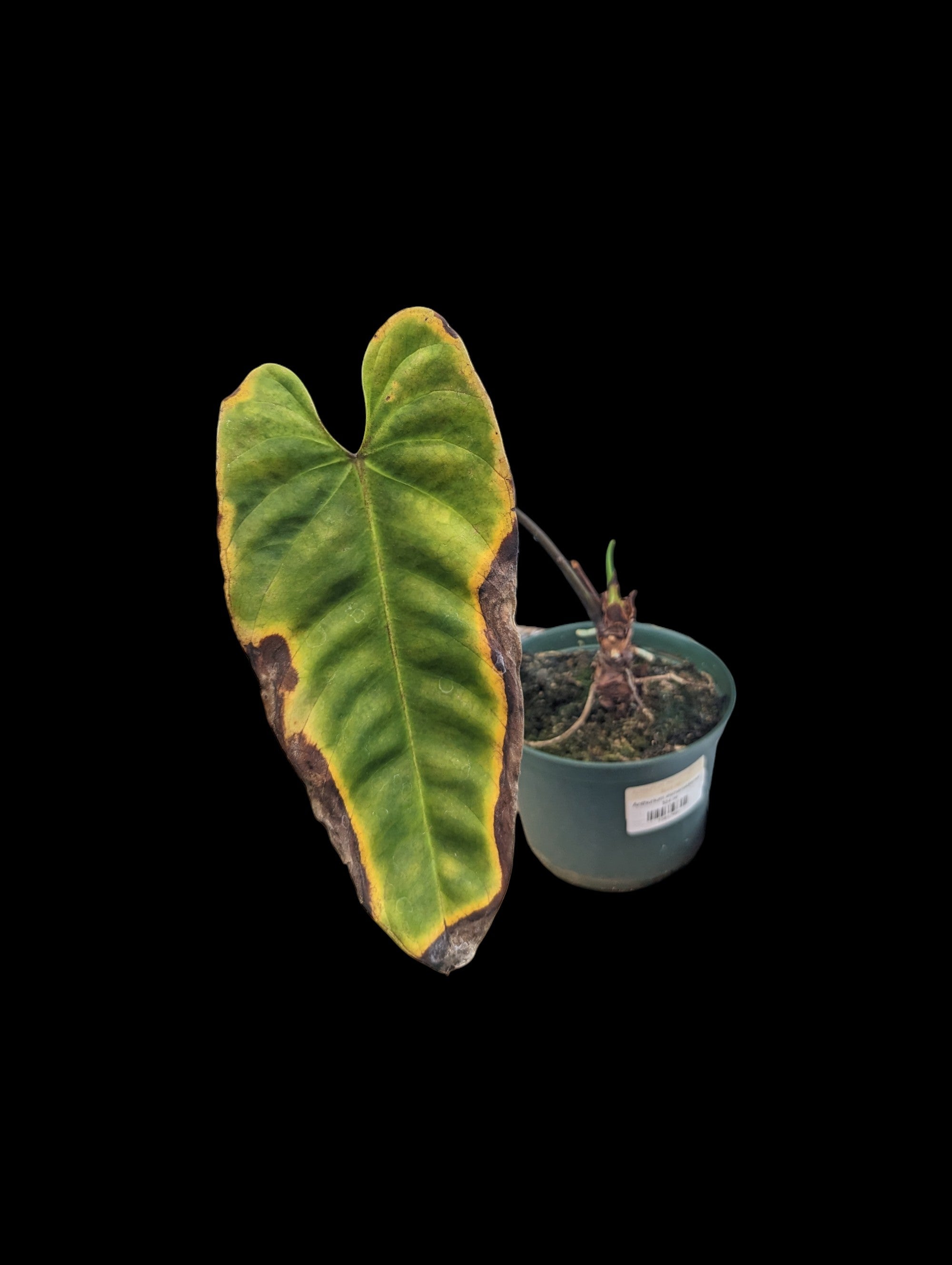 Anthurium esmeraldense