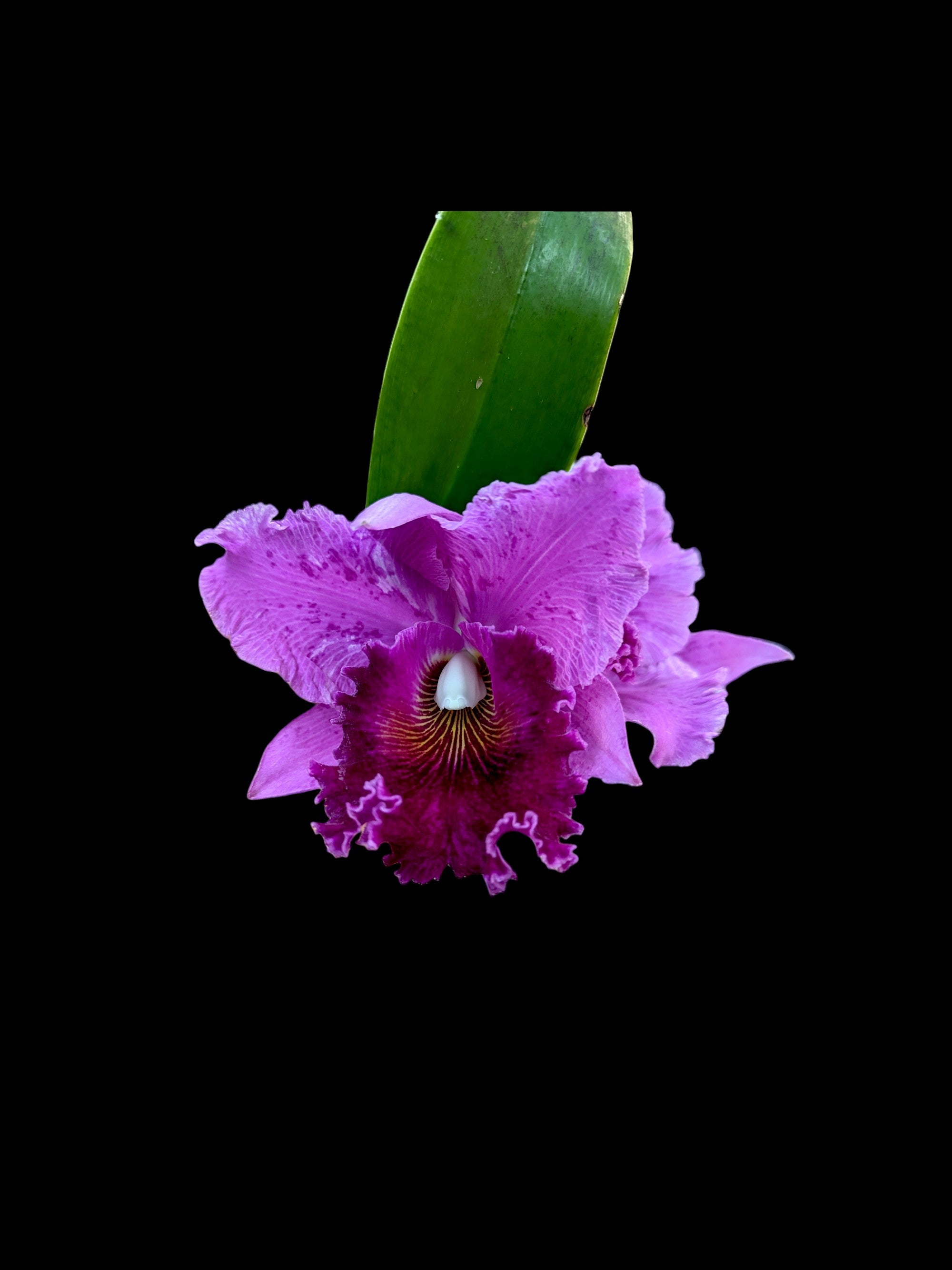 Rhyncholaeliocattleya King of Taiwan Golden