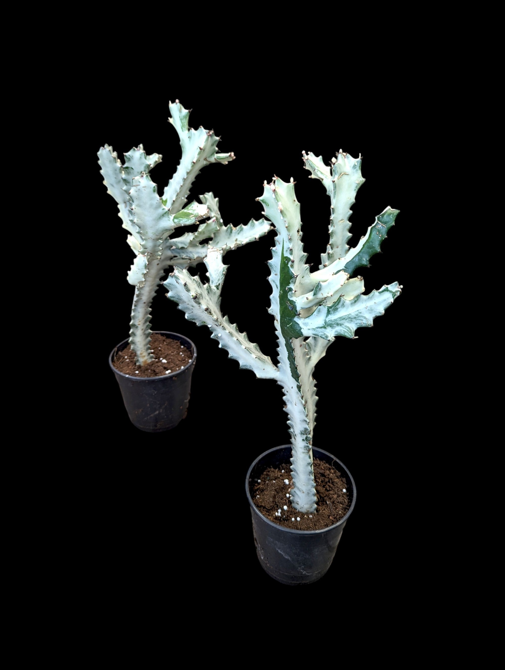 Euphorbia White Ghost