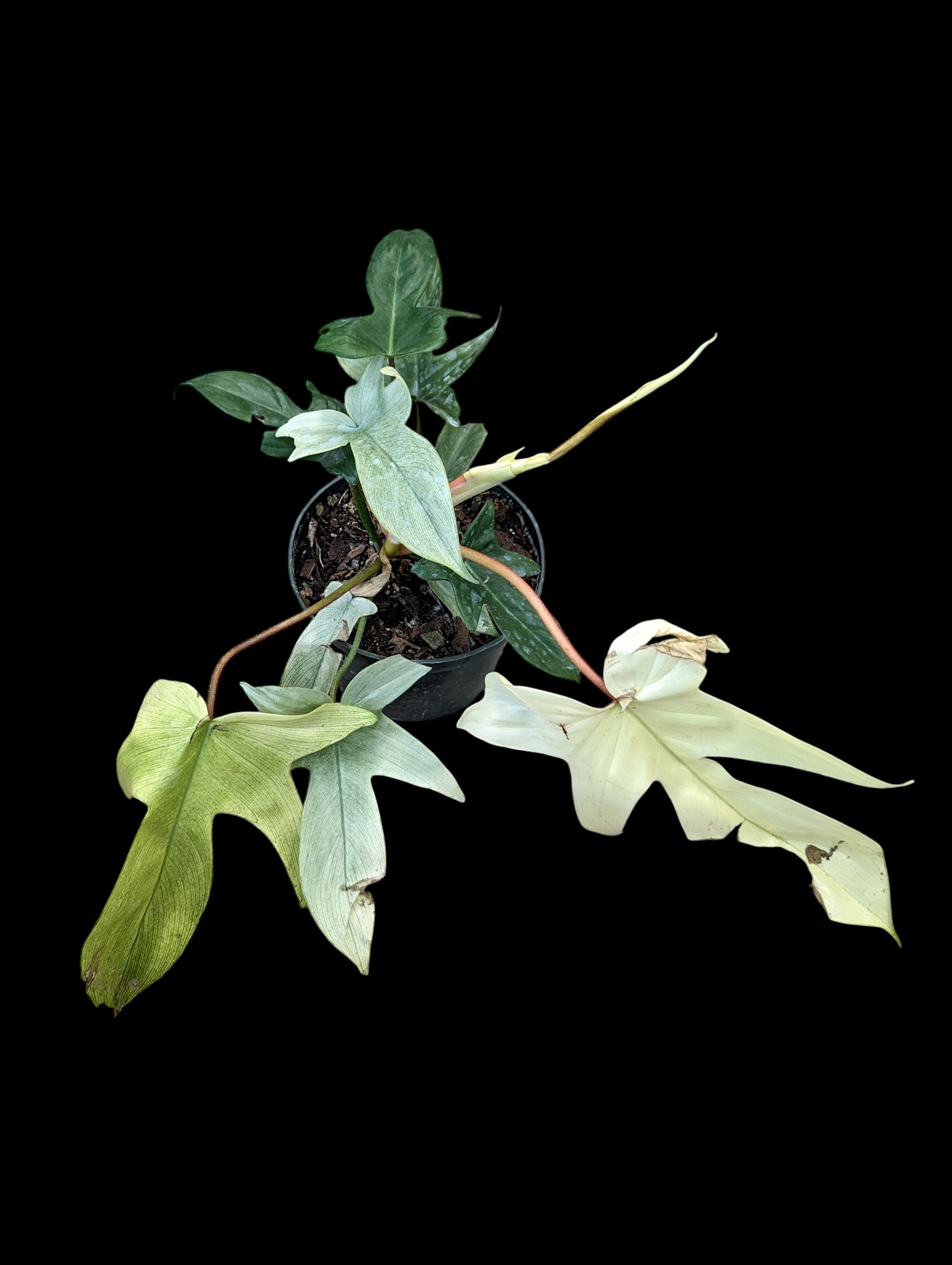 Philodendron Florida Ghost