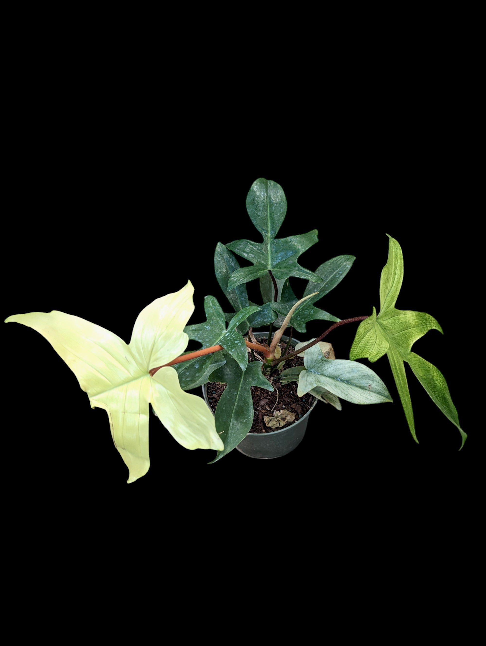 Philodendron Florida Ghost