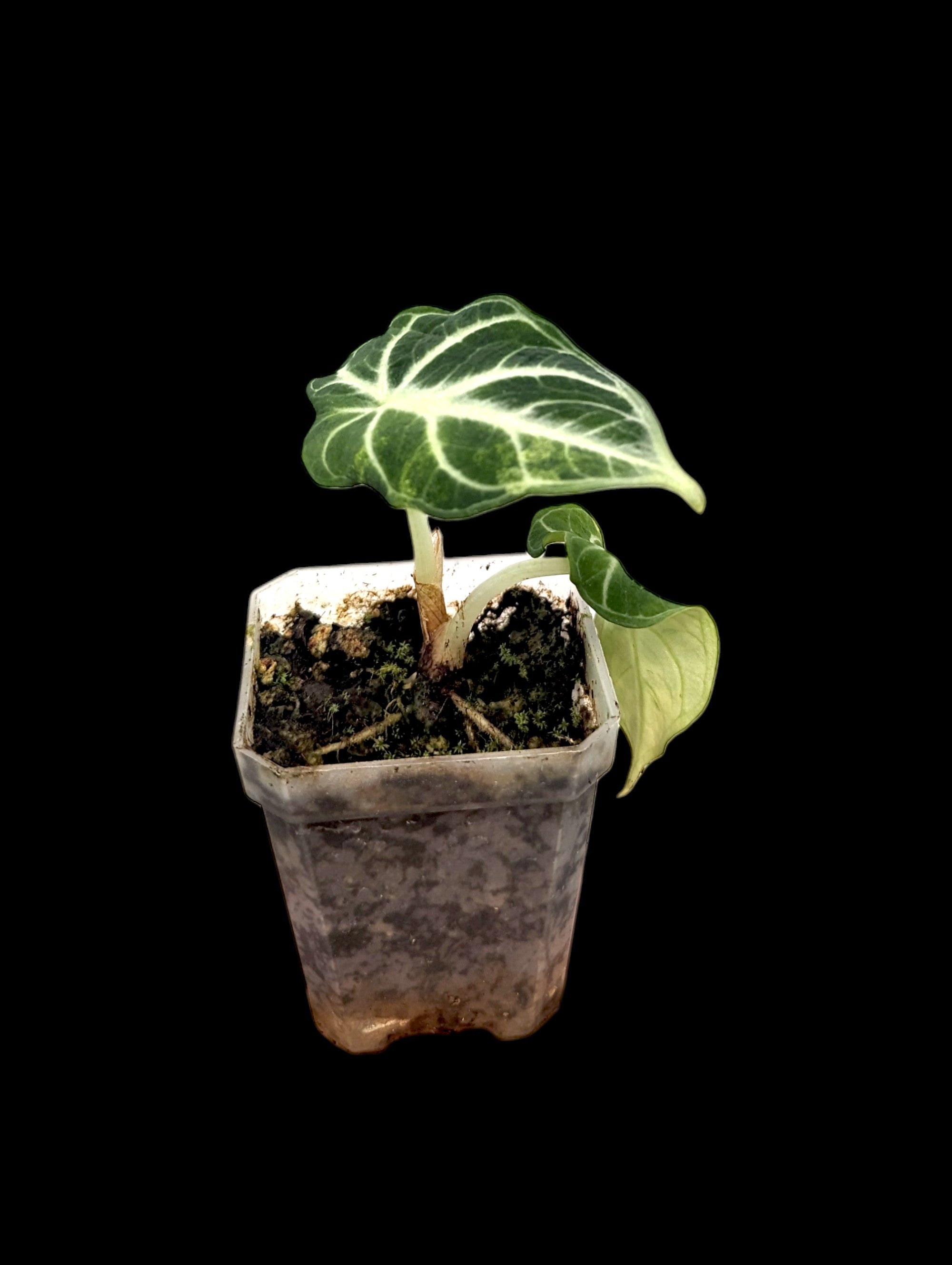 Alocasia Black Velvet panaché