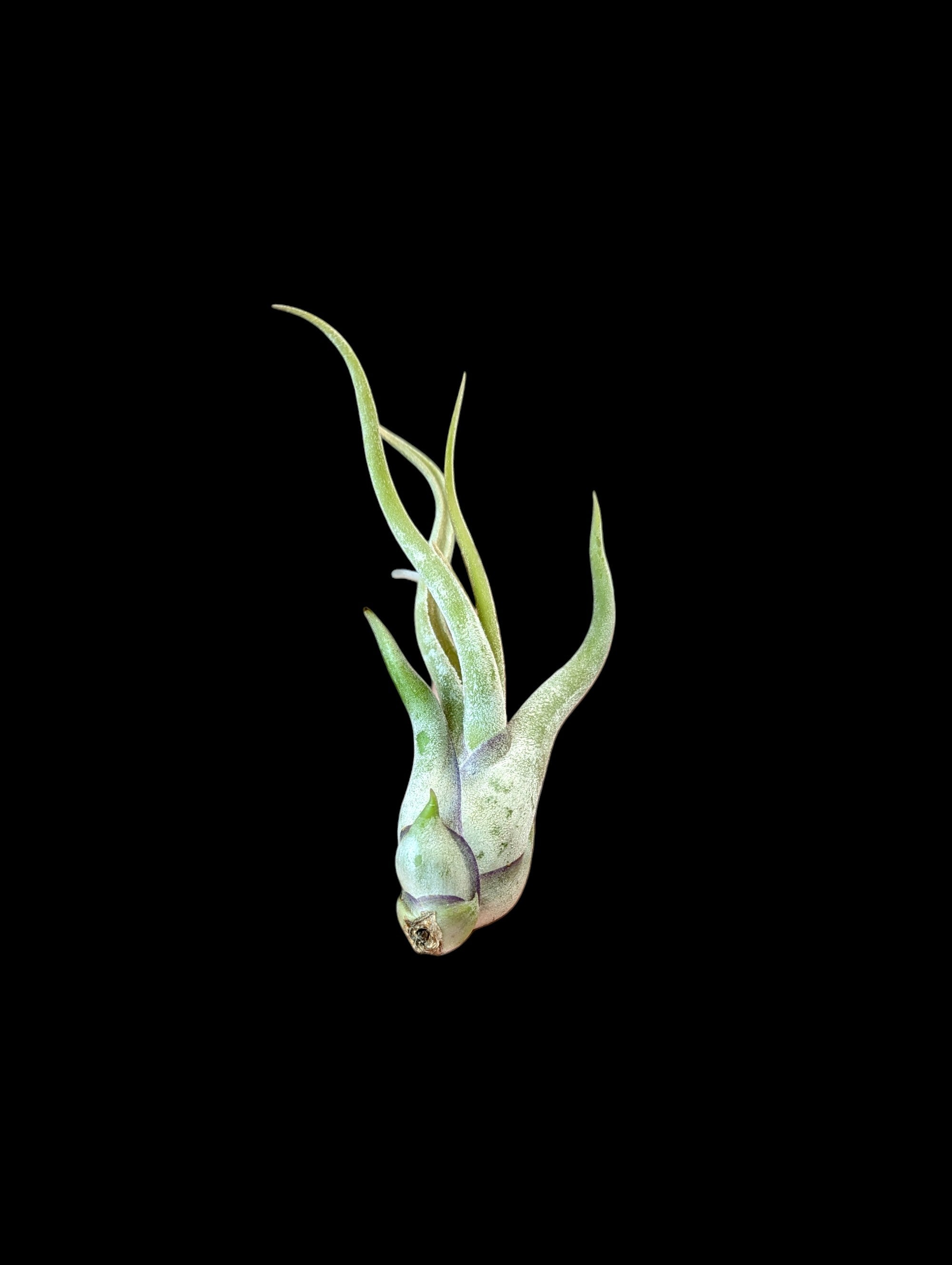 Tillandsia caput-medusae