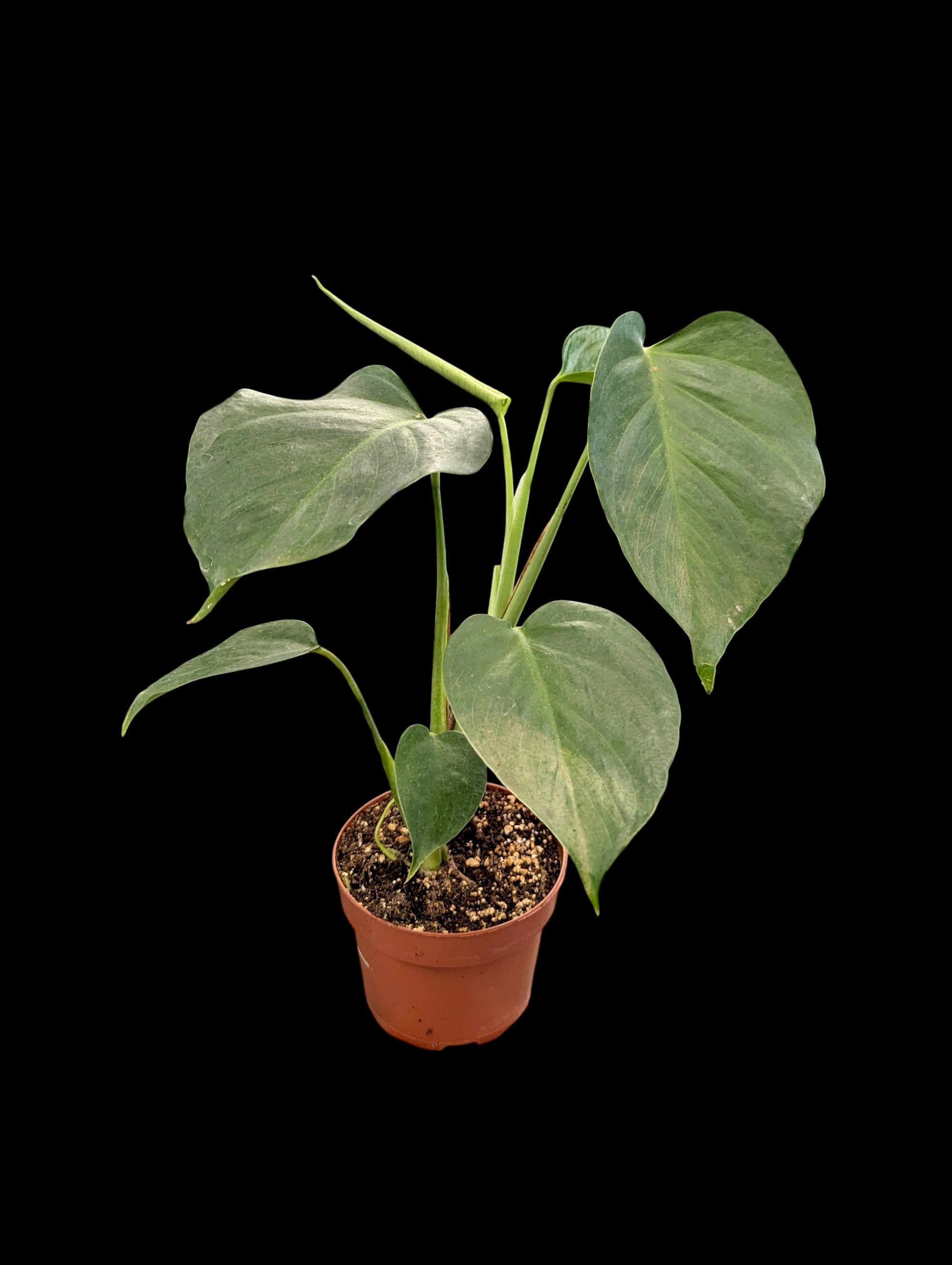 Monstera deliciosa