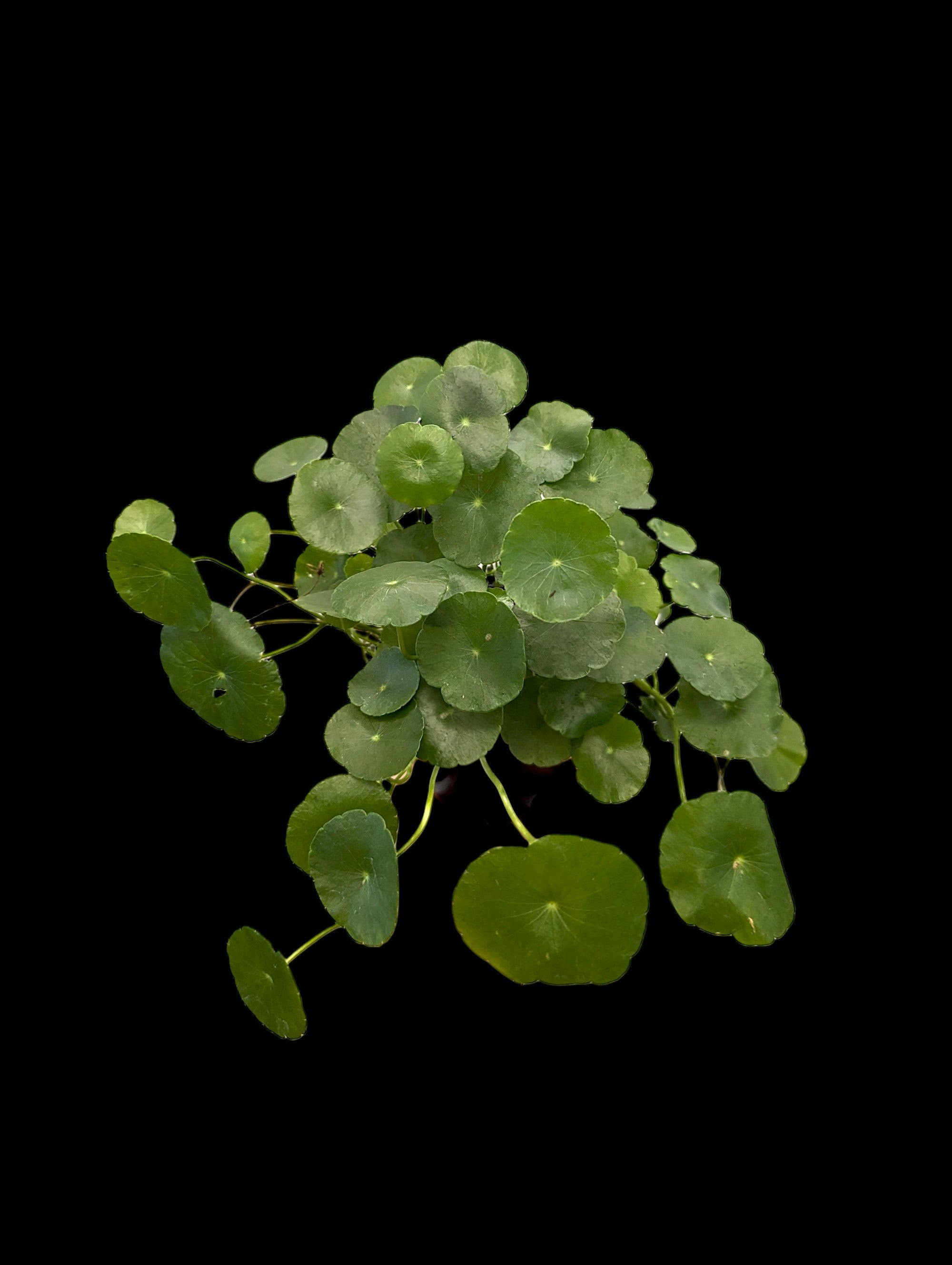 Hydrocotyle des marais