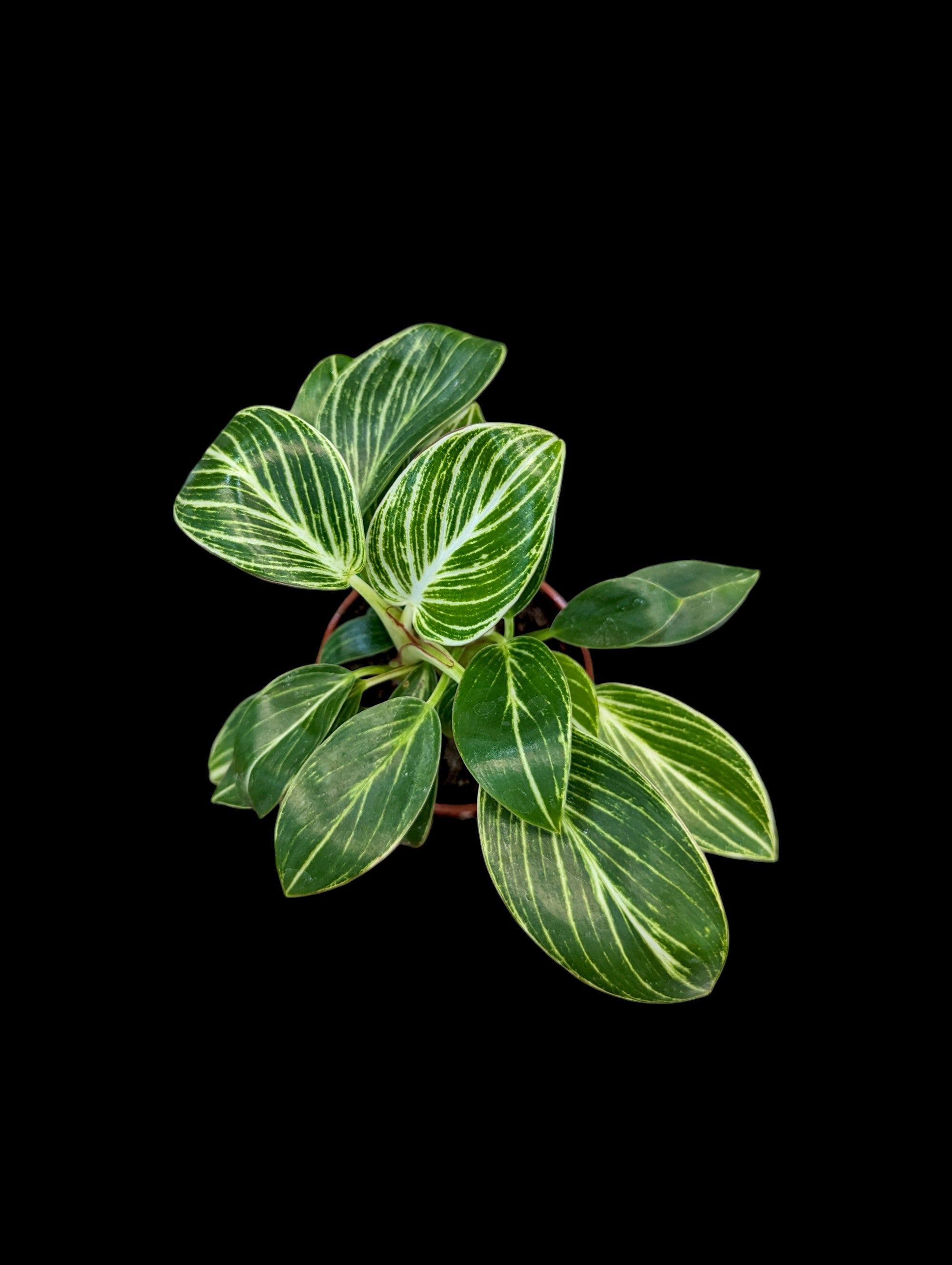 Philodendron 'Birkin'