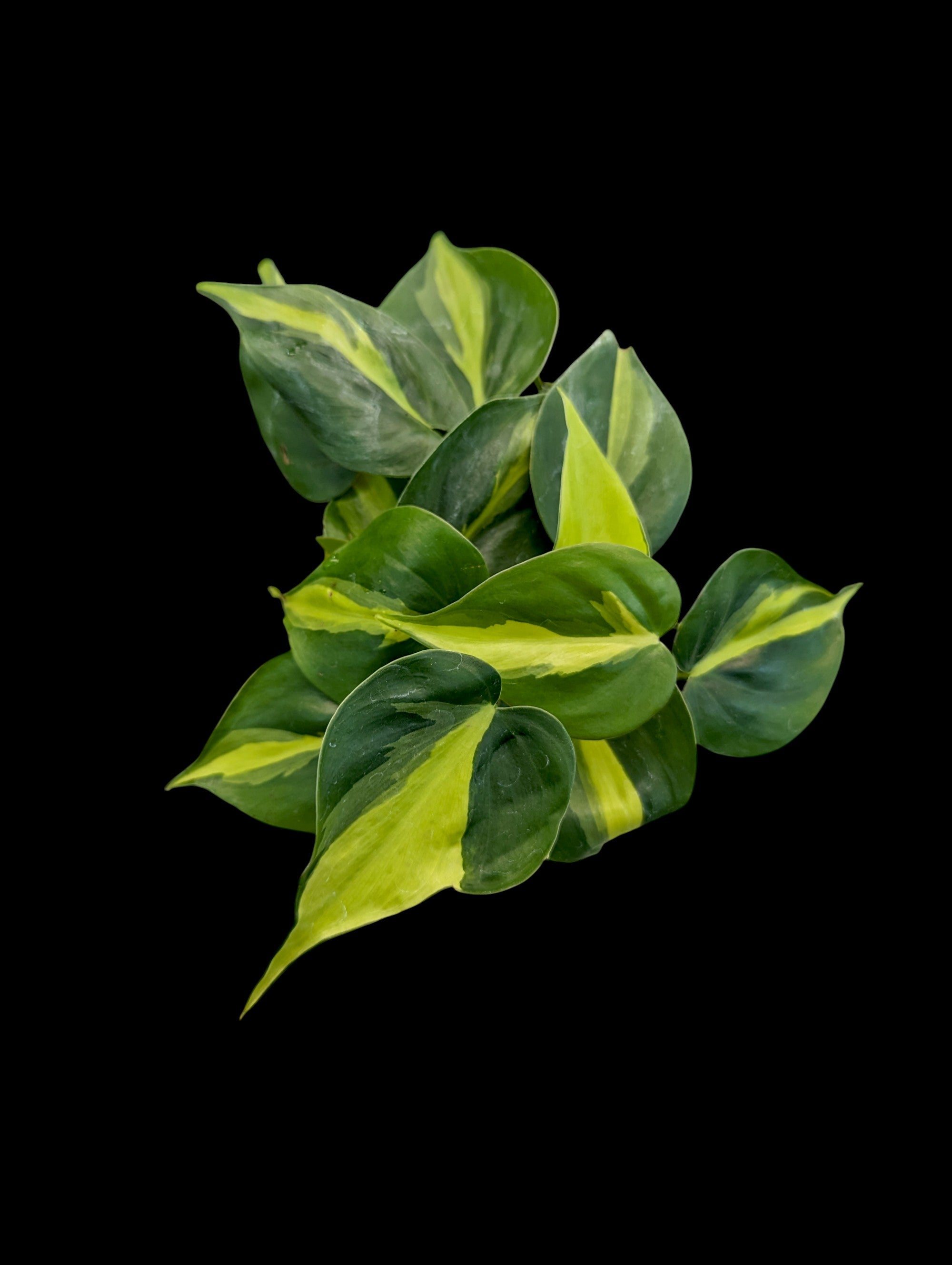 philodendron brasil online india Philodendron 'Brasil'