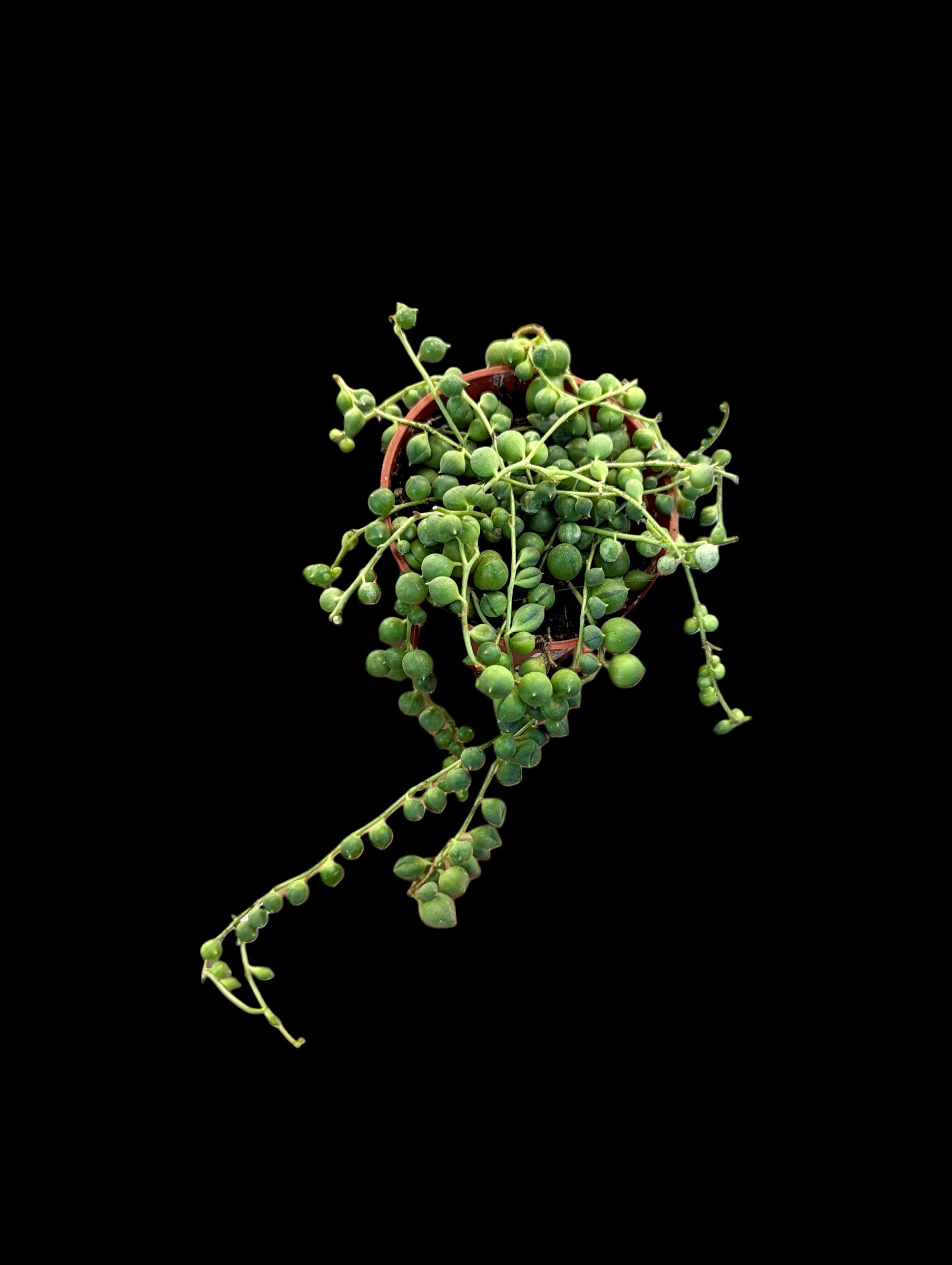 String of Pearls