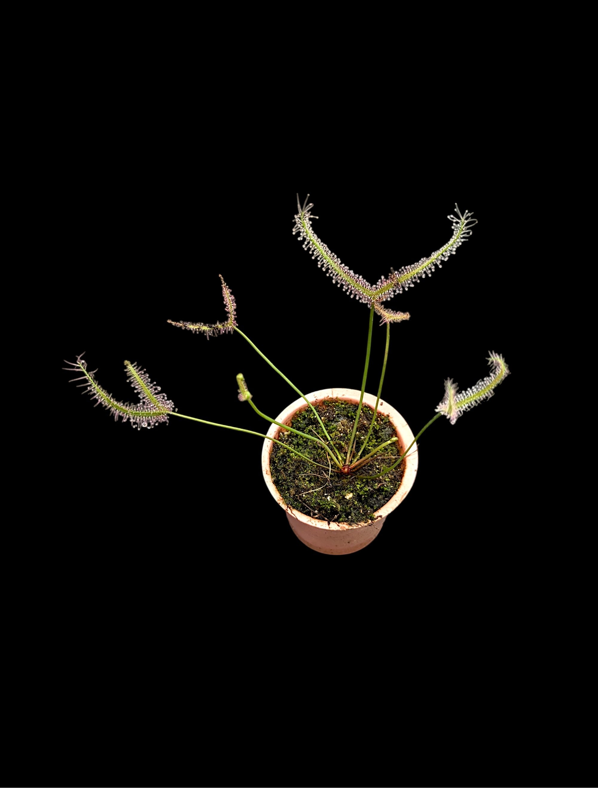 Drosera Binata