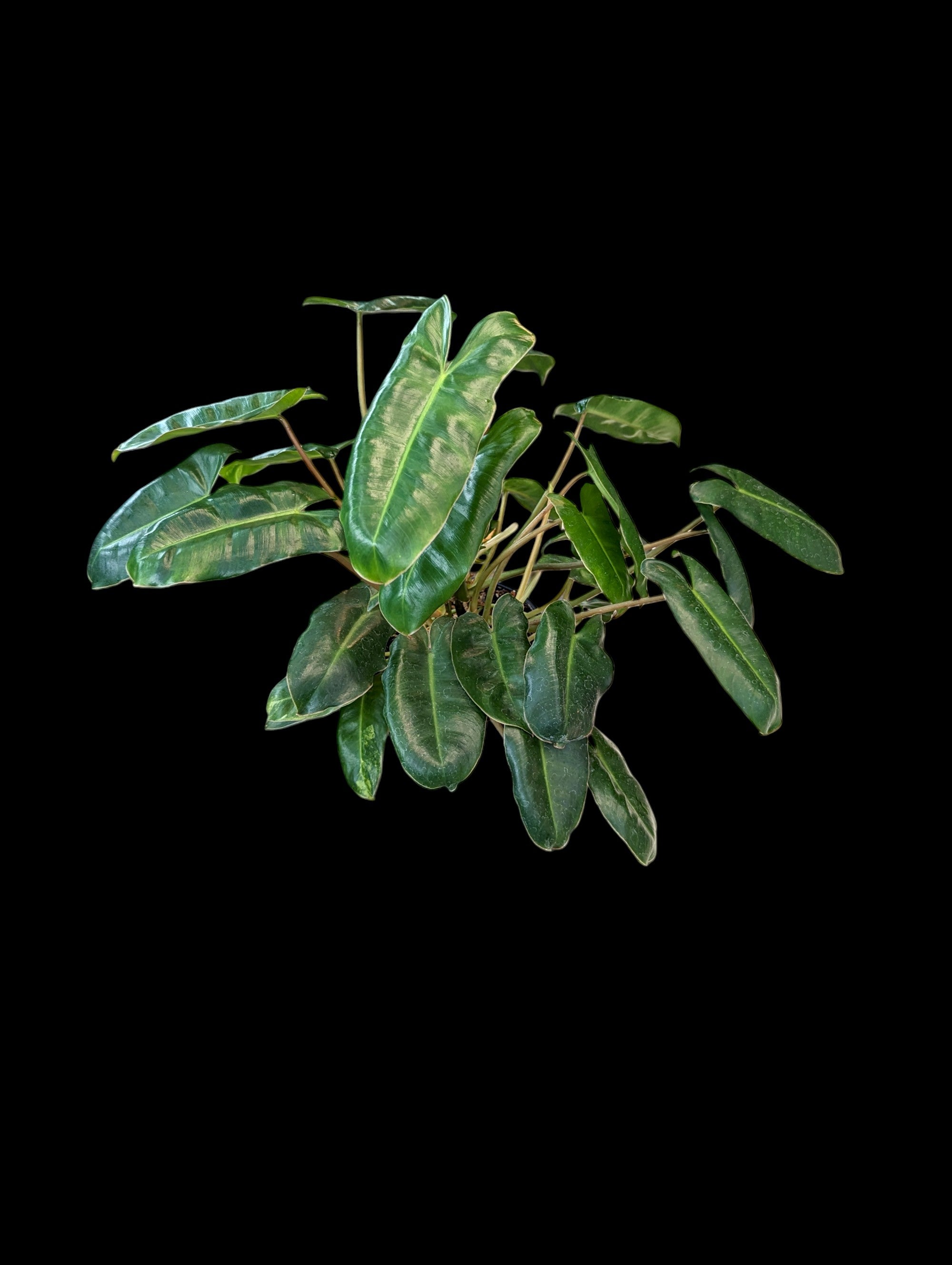 Philodendron 'Burle Marx'