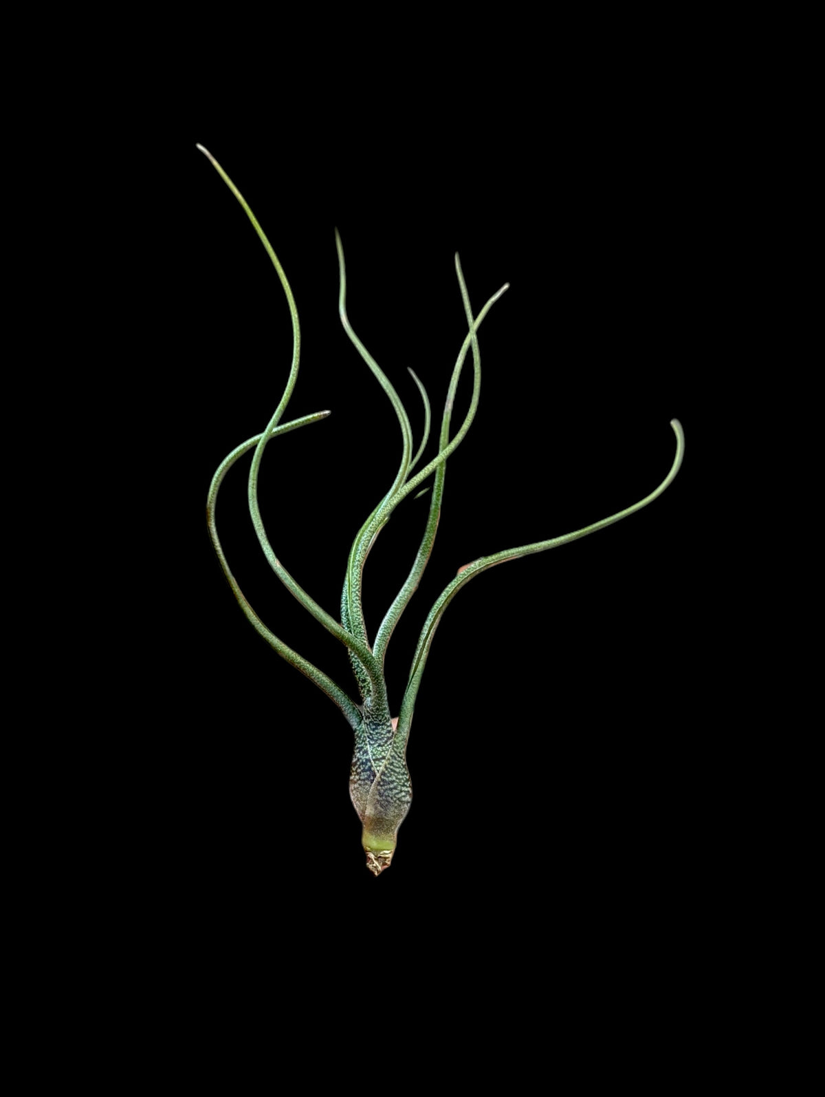 Tillandsia butzii