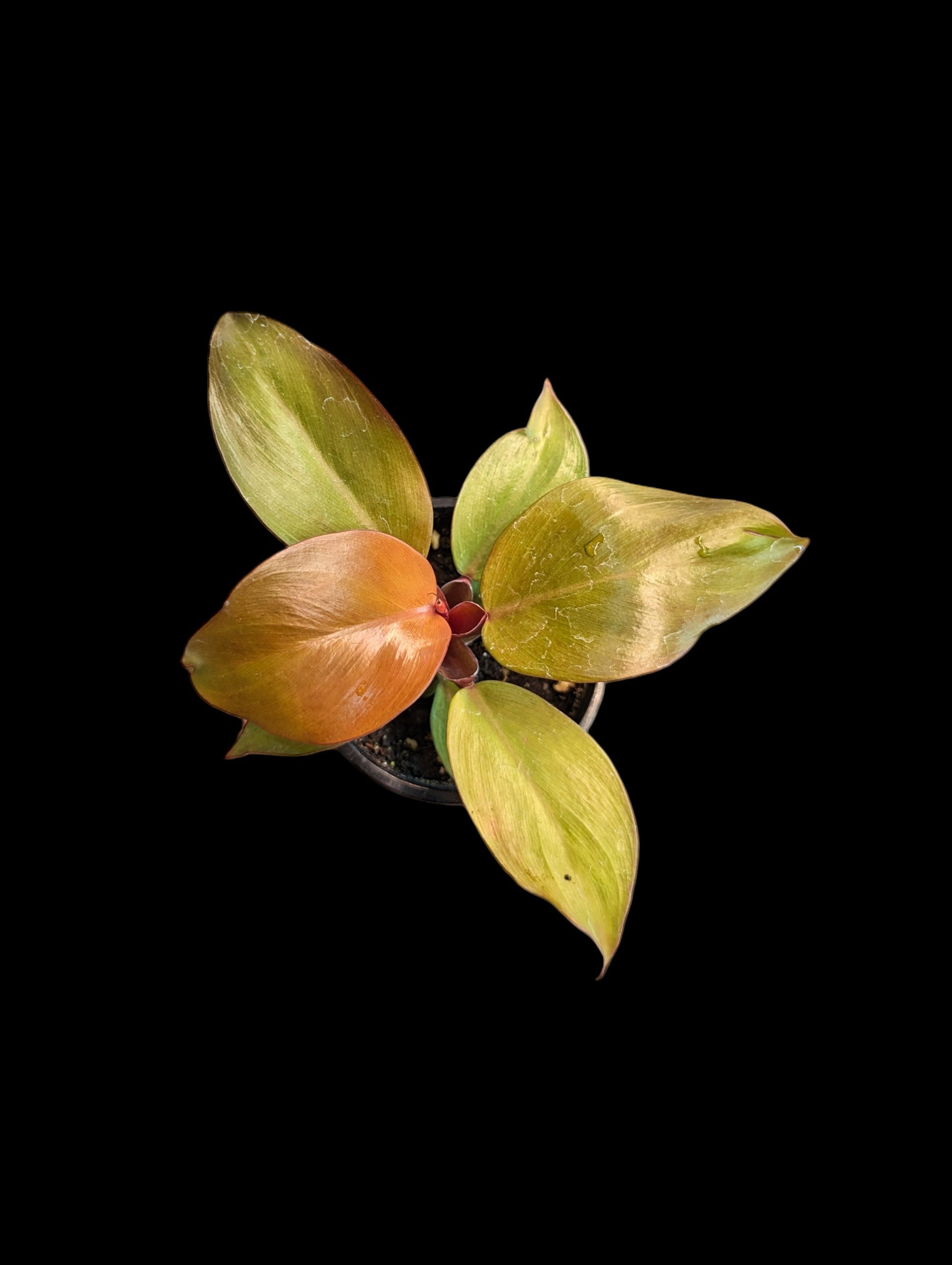 mccolley's finale philodendron vs prince of orange Philodendron 'McColley's Finale'