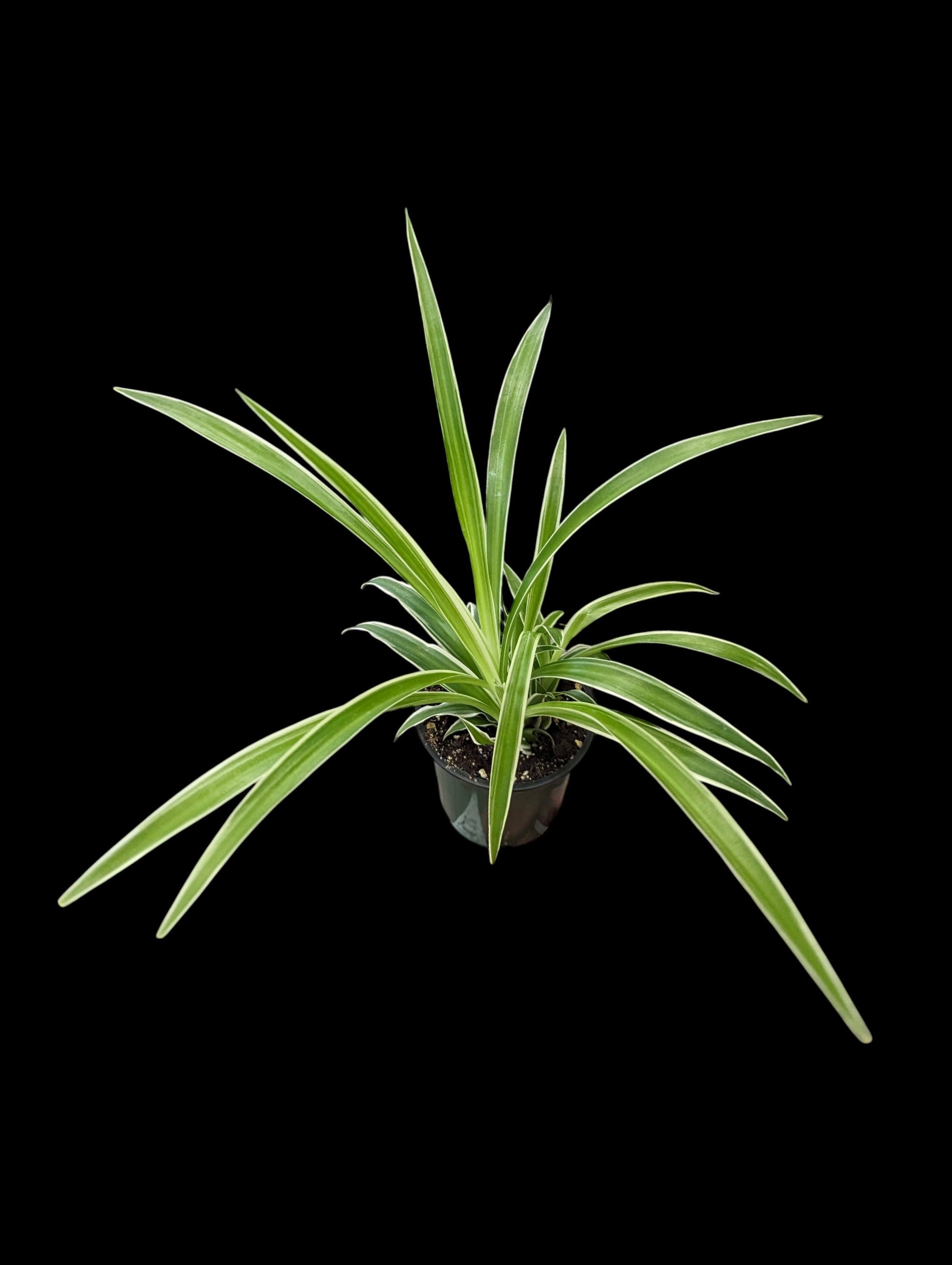 spider plant in room Reverse Spider Plant