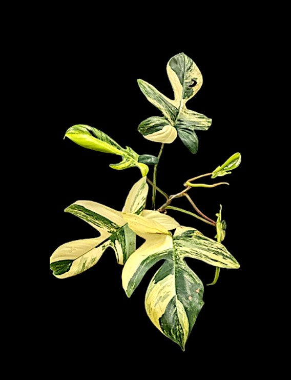 Philodendron Florida Beauty