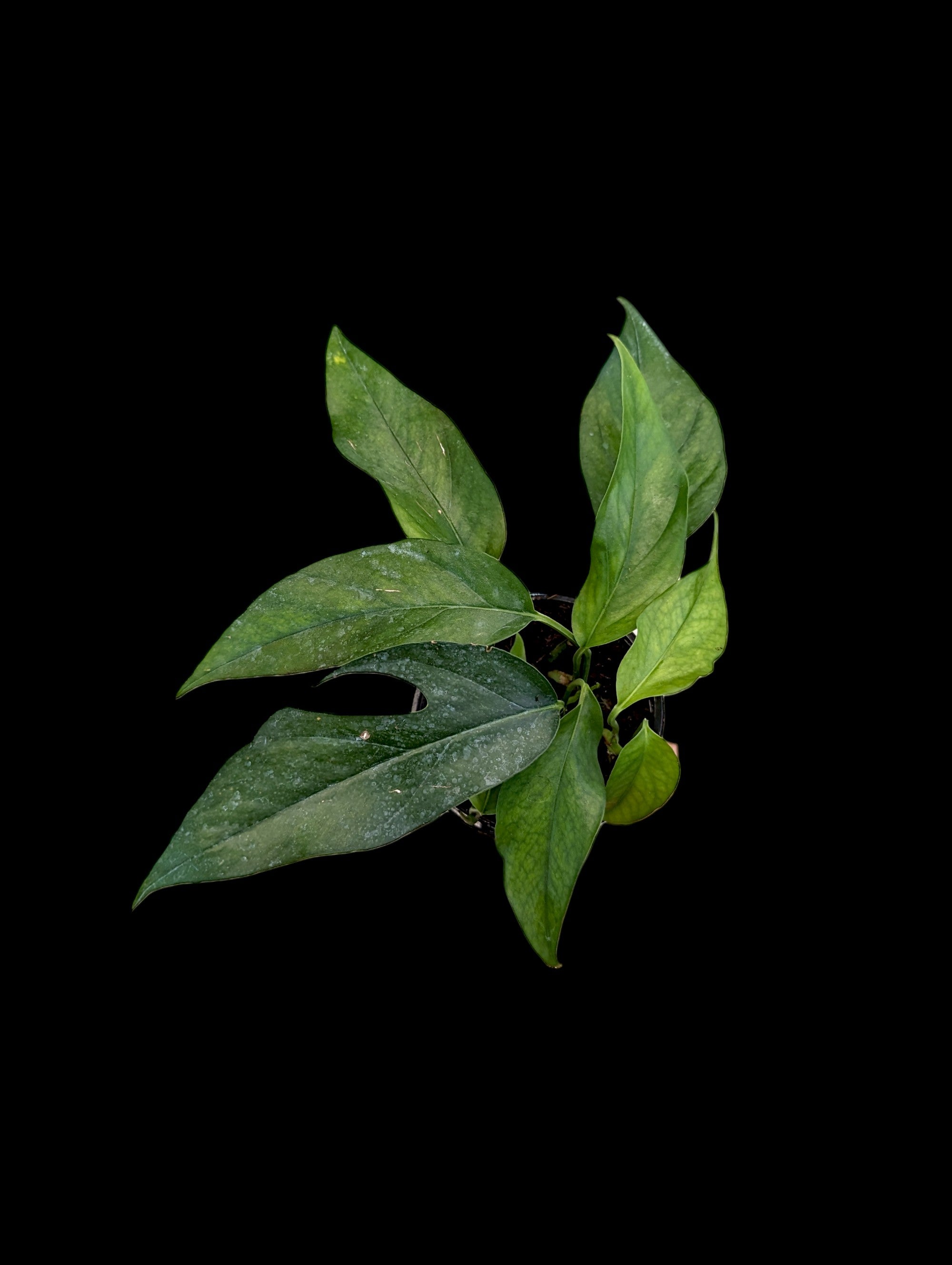 pothos baltic blue Baltic Blue Pothos