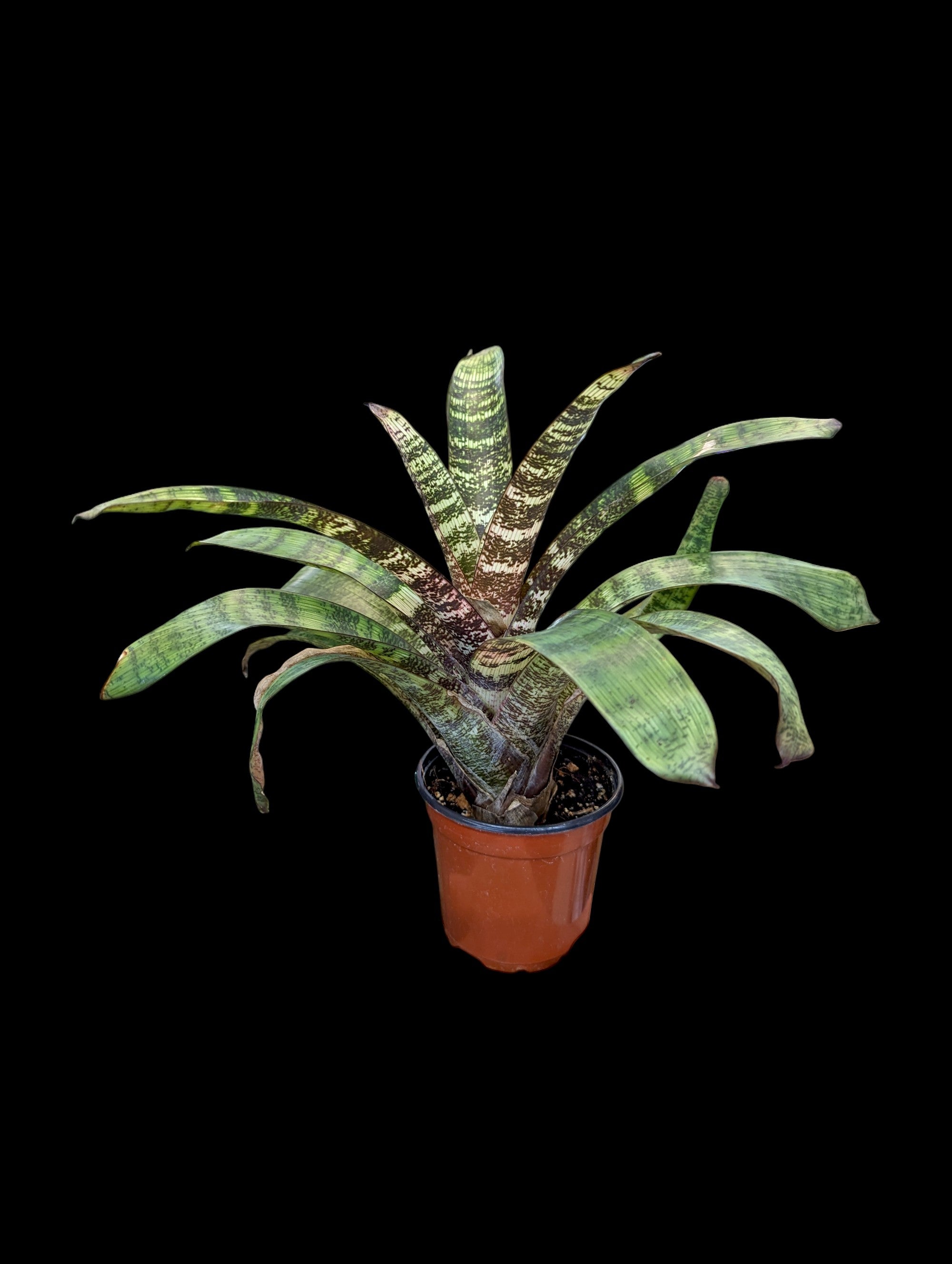 Châtaigne rouge Vriesea