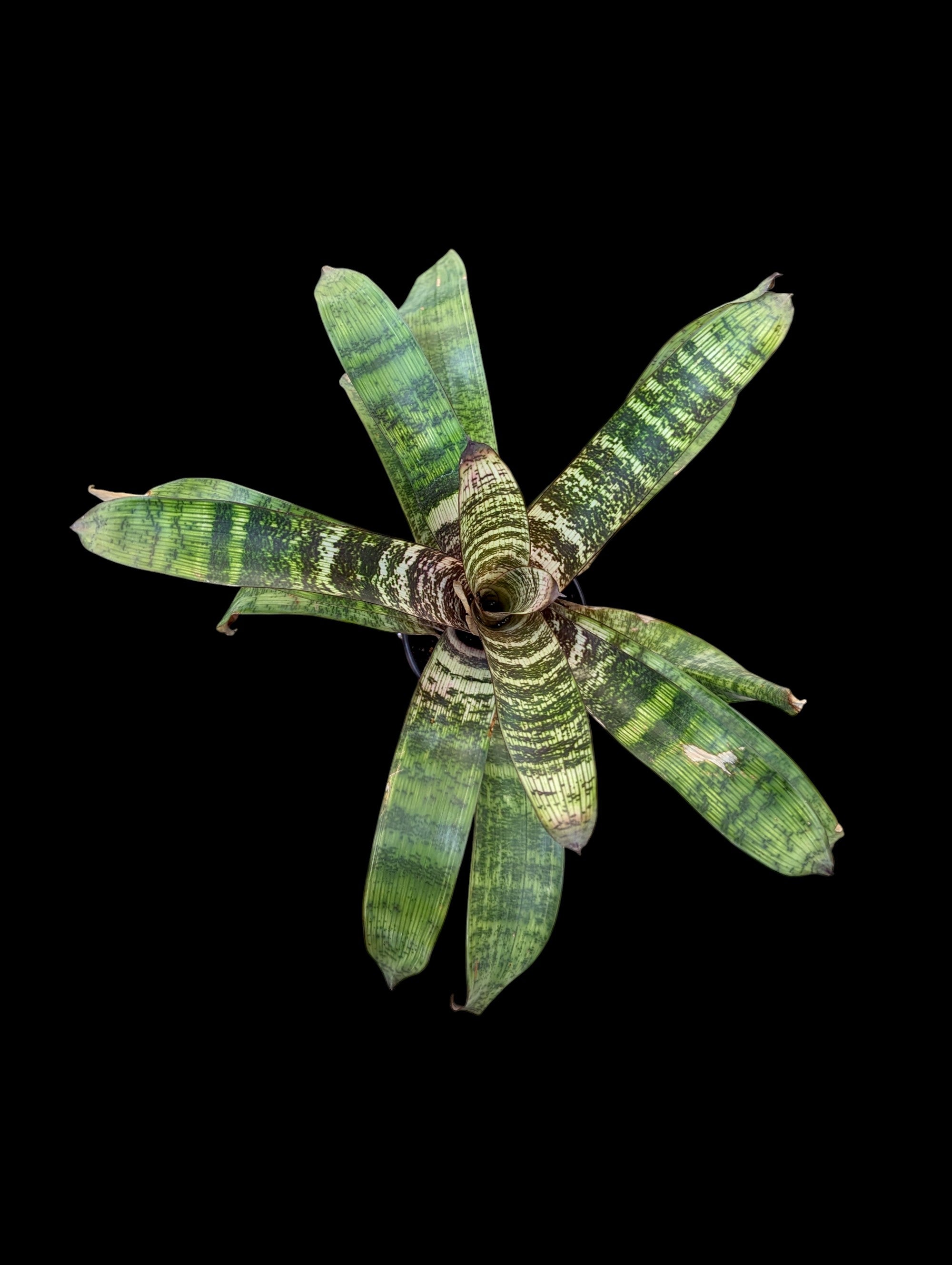 Châtaigne rouge Vriesea