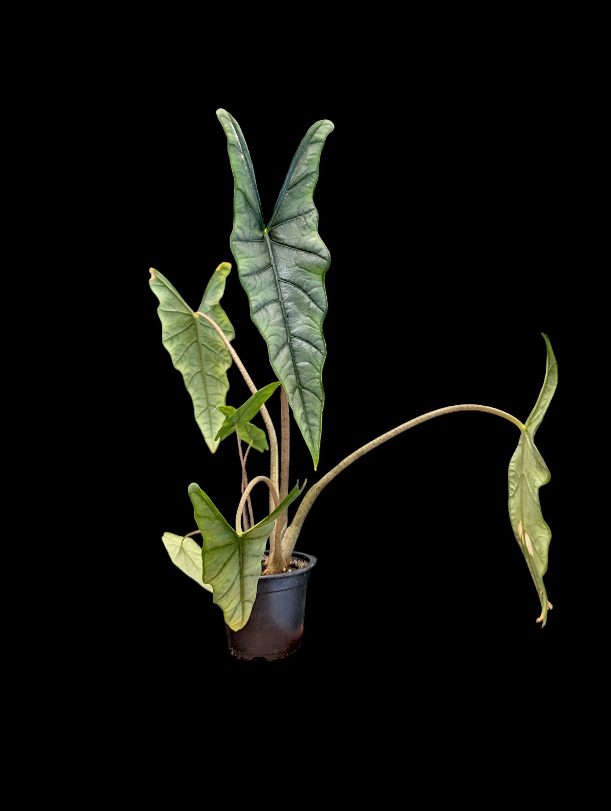 Alocasia Dragons Breath